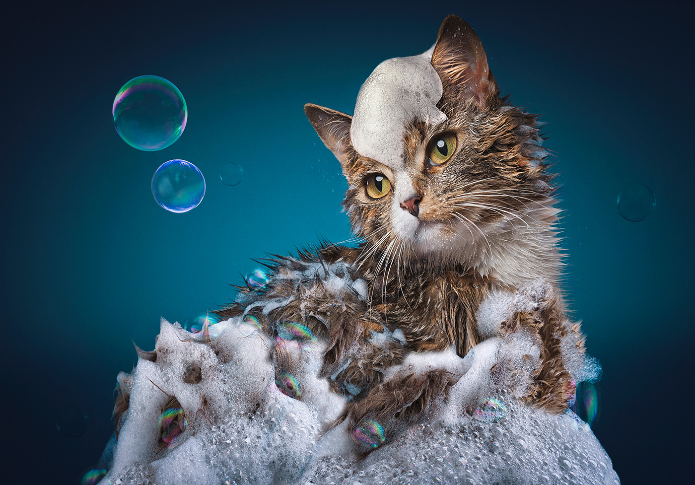 campaign animals Hearing Aids hearing cats Wet cats pets Commercial Photography photoshop Studio Photography