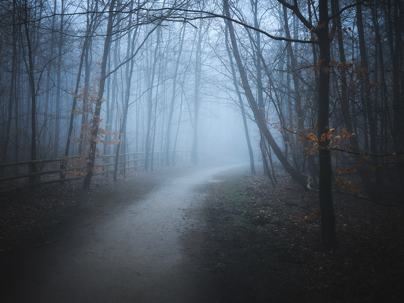 fog forest germany haze lake mist mood Tree  way wood