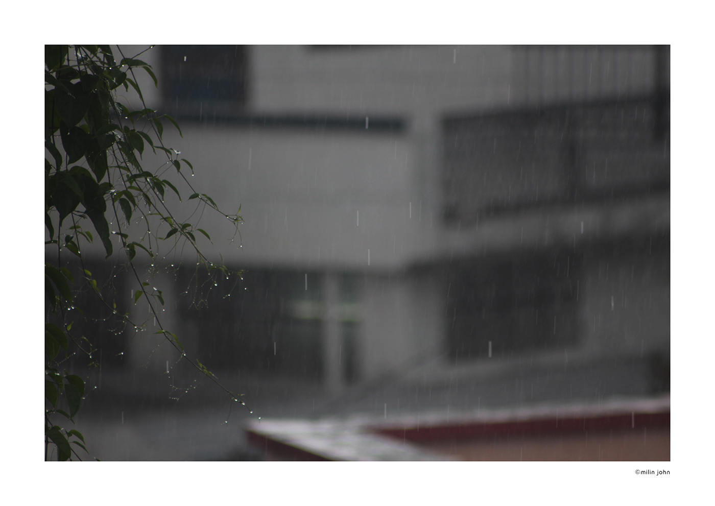 rainy days... rain wet mansoon  green bird monsoon Auto bycycle Street street photography india street droplets drop Dew