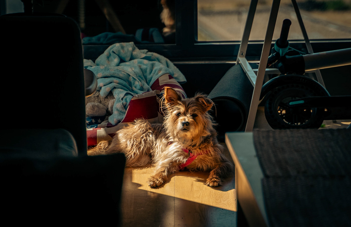 adobe animal chihuahua dog lightroom Photography  portrait