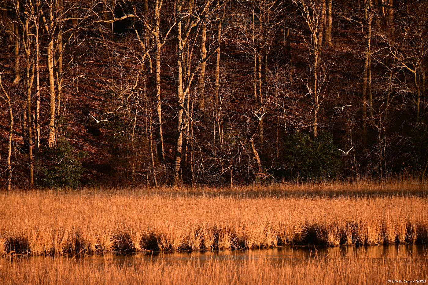 golden hour marsh maryland Nature nature photography Nikon winter