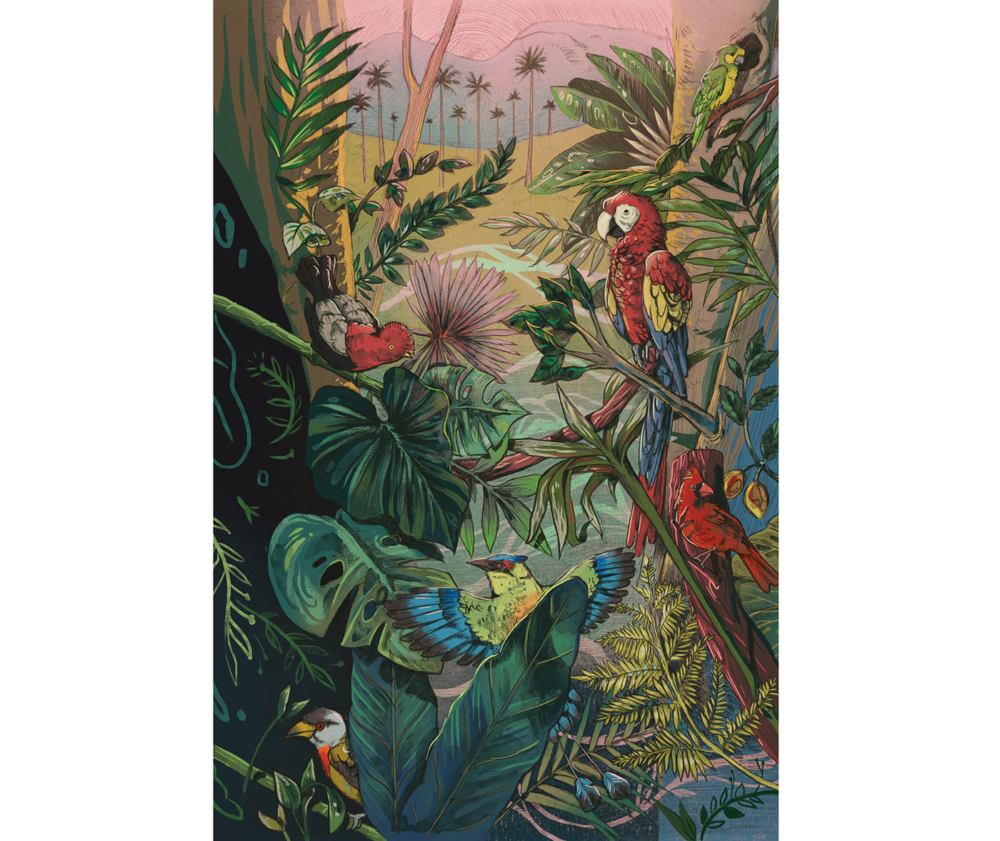 amazonia birds colombia ILLUSTRATION  jaguar Nature notebook Ocean Printing Whale