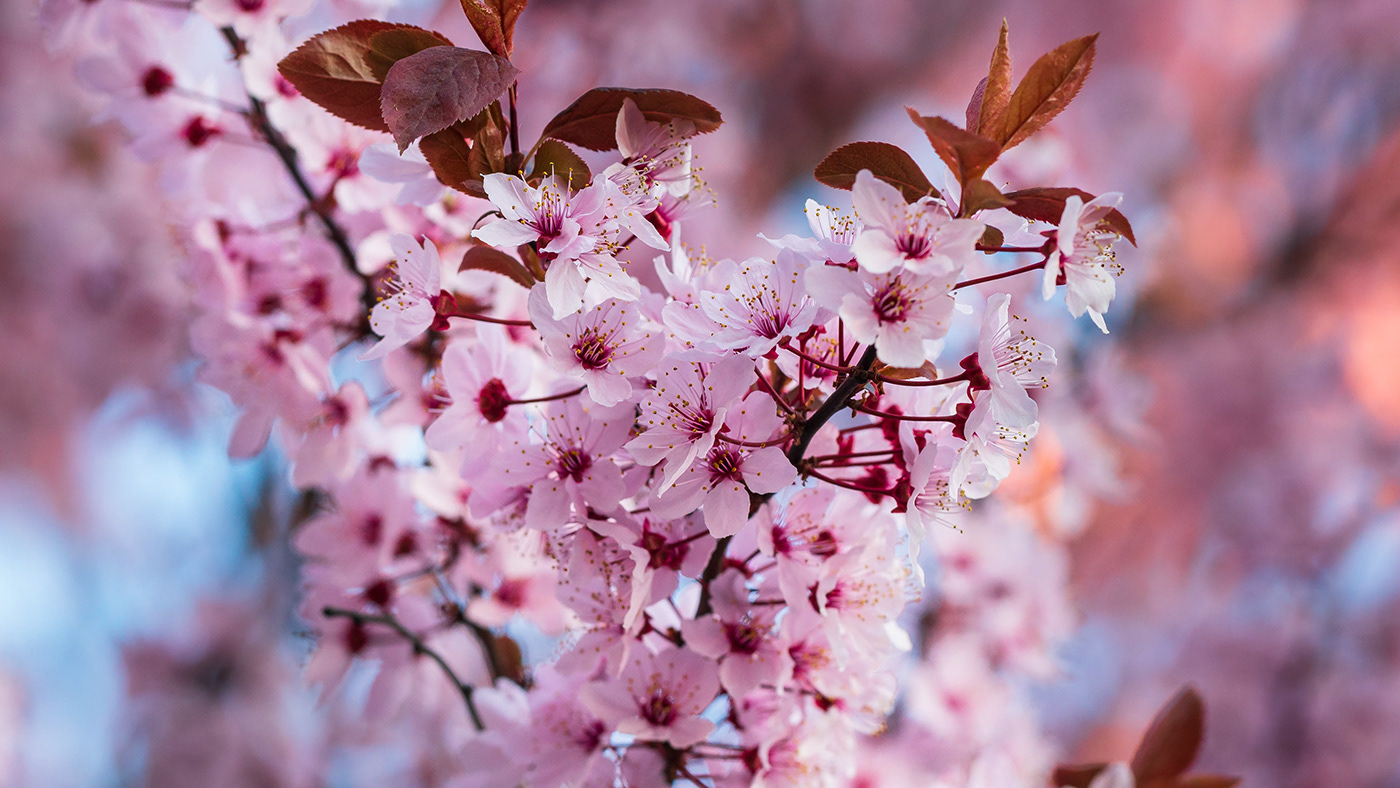 flower pink spring Tree 