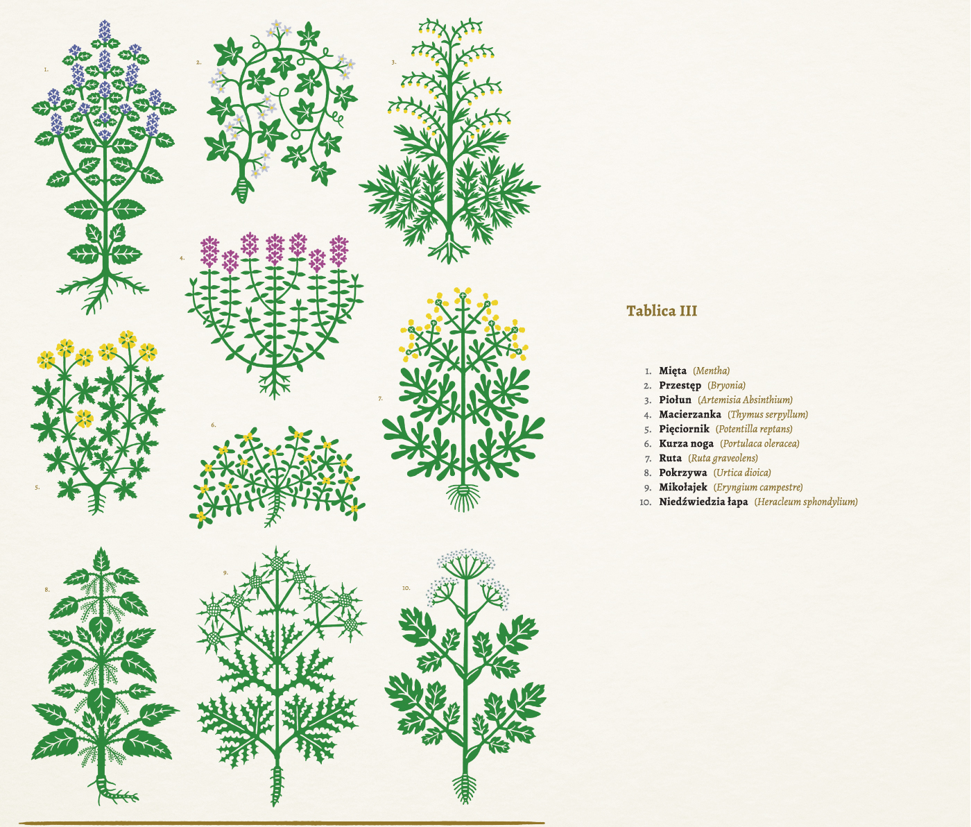 plants Serigraphy Herbarium Folklore gold book simple botany botanical herbs