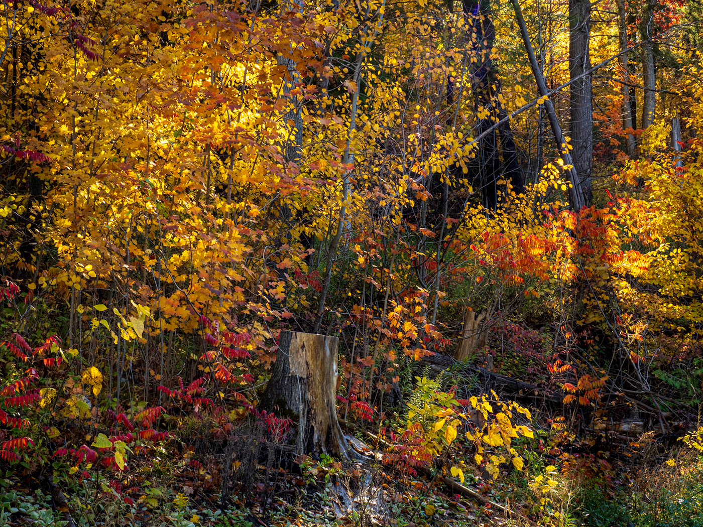 autumn color Fall Kawarthas landscapes Nature Ontario scenic