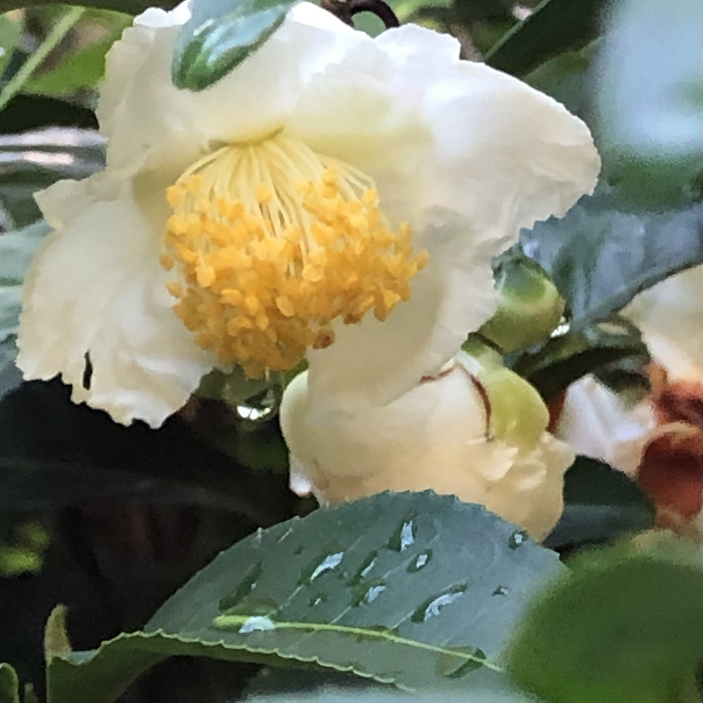 flower acorn camellia sinensis moon