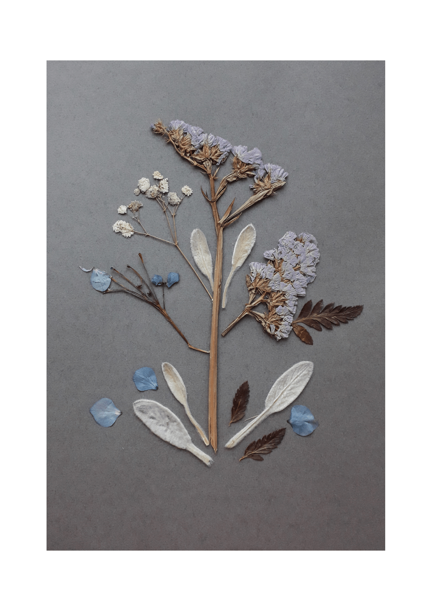 collage Flowers Herbarium