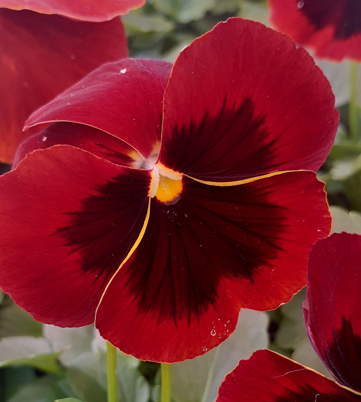 flower pansy Nature nature photography photo red