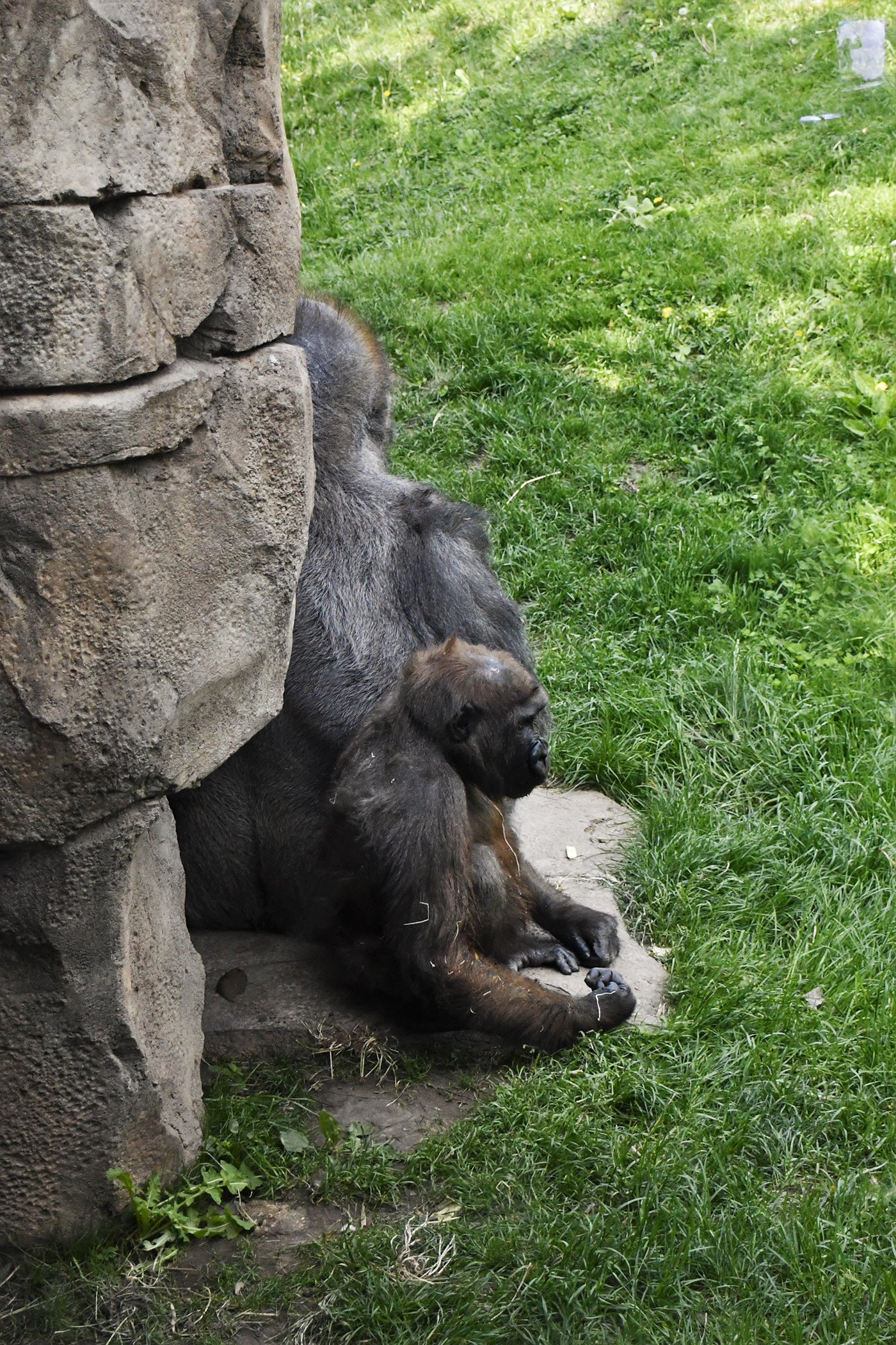 animals Photography  Nikon como zoo zoo