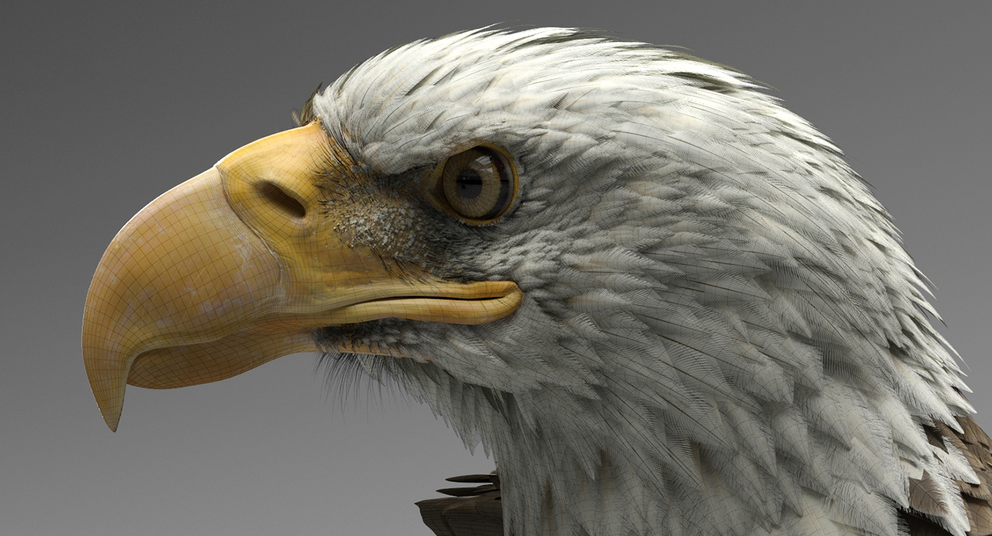 eagle american American Eagle bald eagle bird 3D 3ds max Zbrush Render vray
