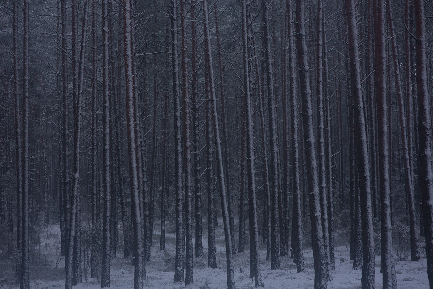 lietuva lithuania Nature snow winter Tree  trees Blizzard Mindaugas Buivydas