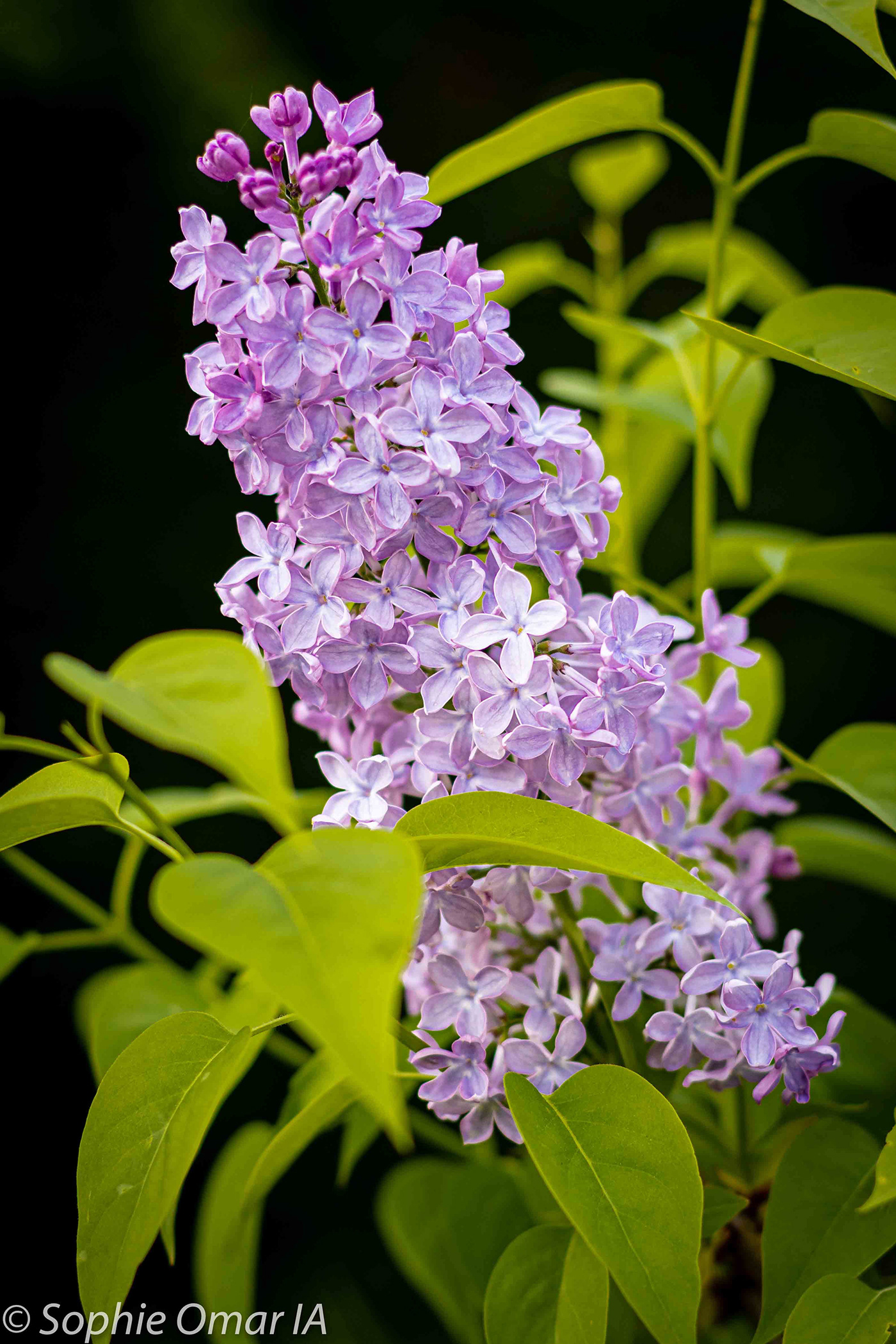 50mm 1.4 fleur floral flower garden jardin lilac Lilas Nature Photography 
