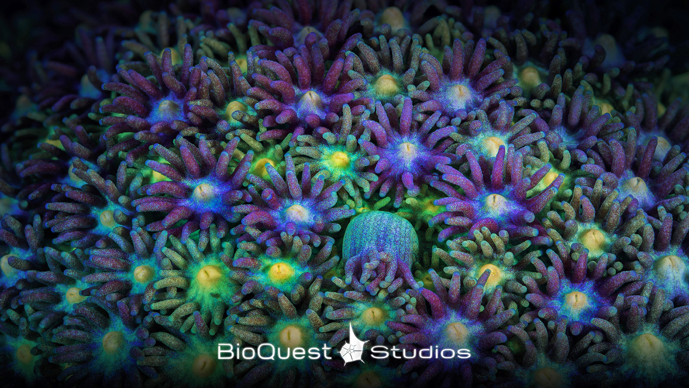 digital imaging  conservation supermacro coral focus stacking science video urgent message ecological disaster Colourful 
