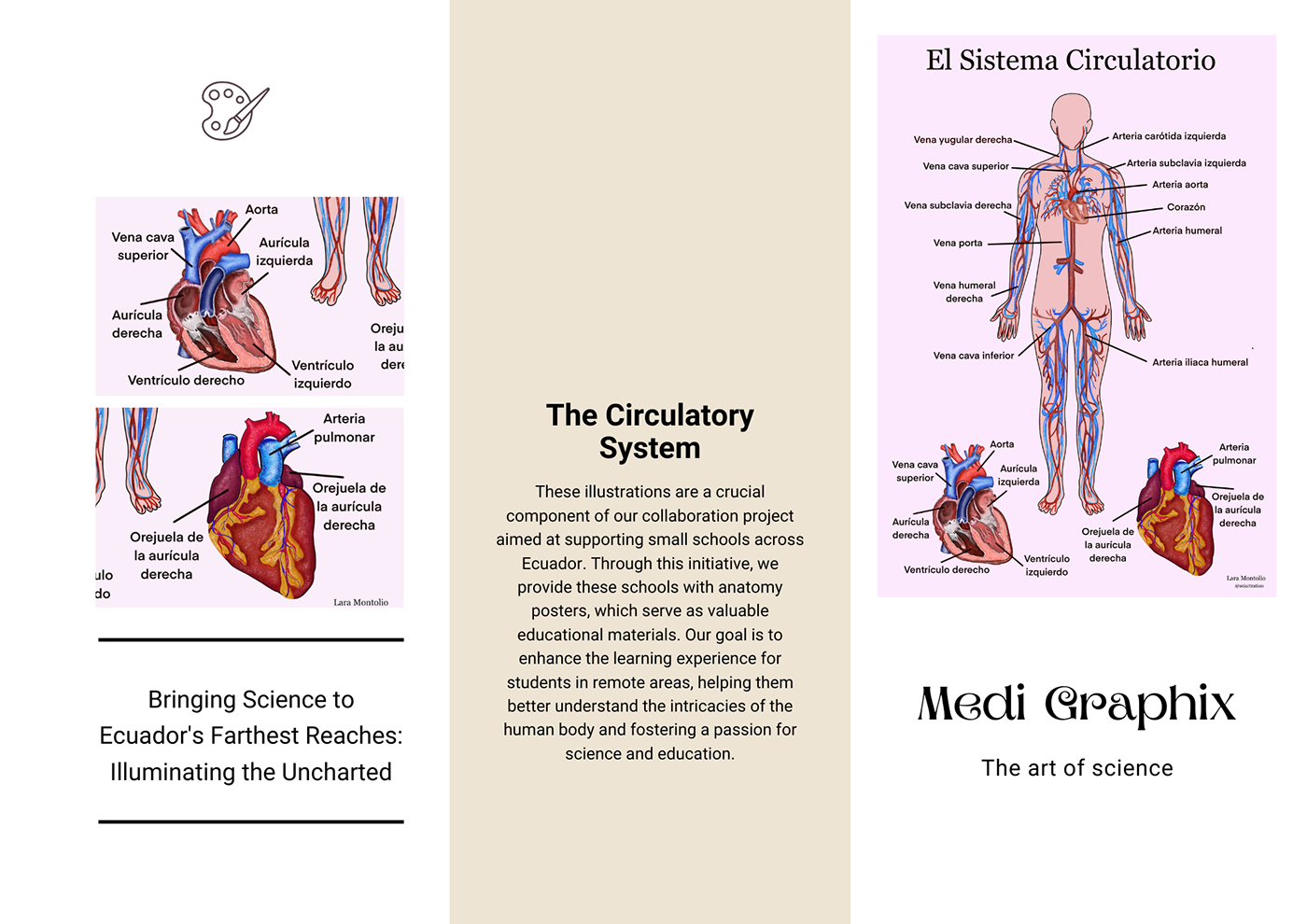 biomedicine medicine anatomy science biology medical illustration scientific body