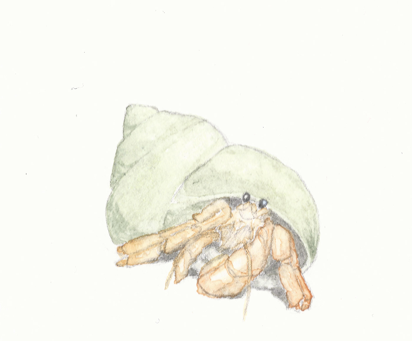watercolor hermit crab Nature greeting card