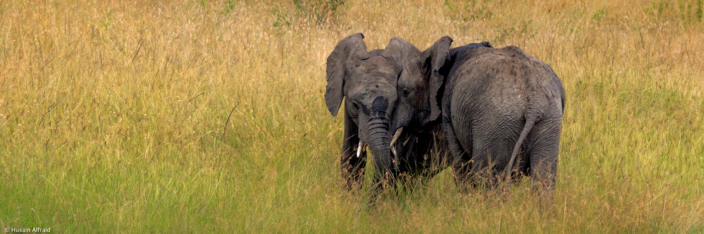 wildlife safari kenya masai mara mammals great migration action animals 3:1 view Panoramic View