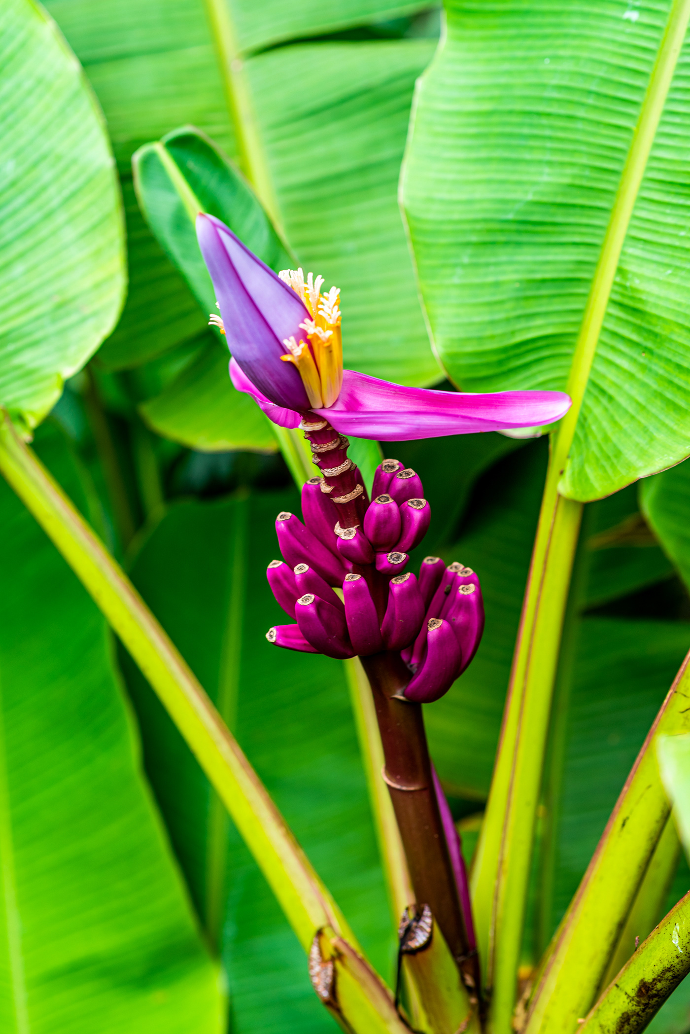 flower Martinique