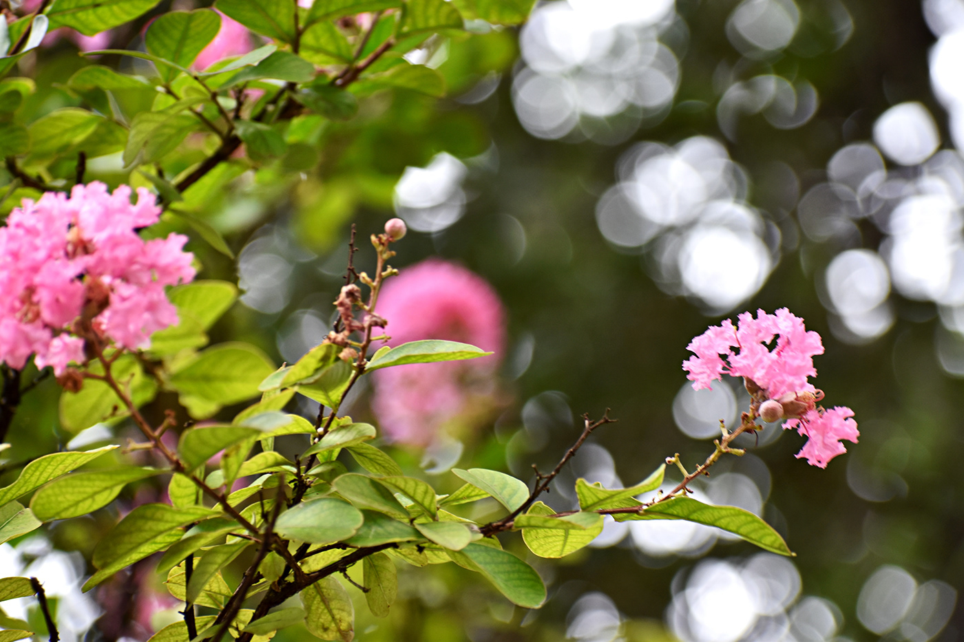 A tree growing with pink flowers blooming on the branches.