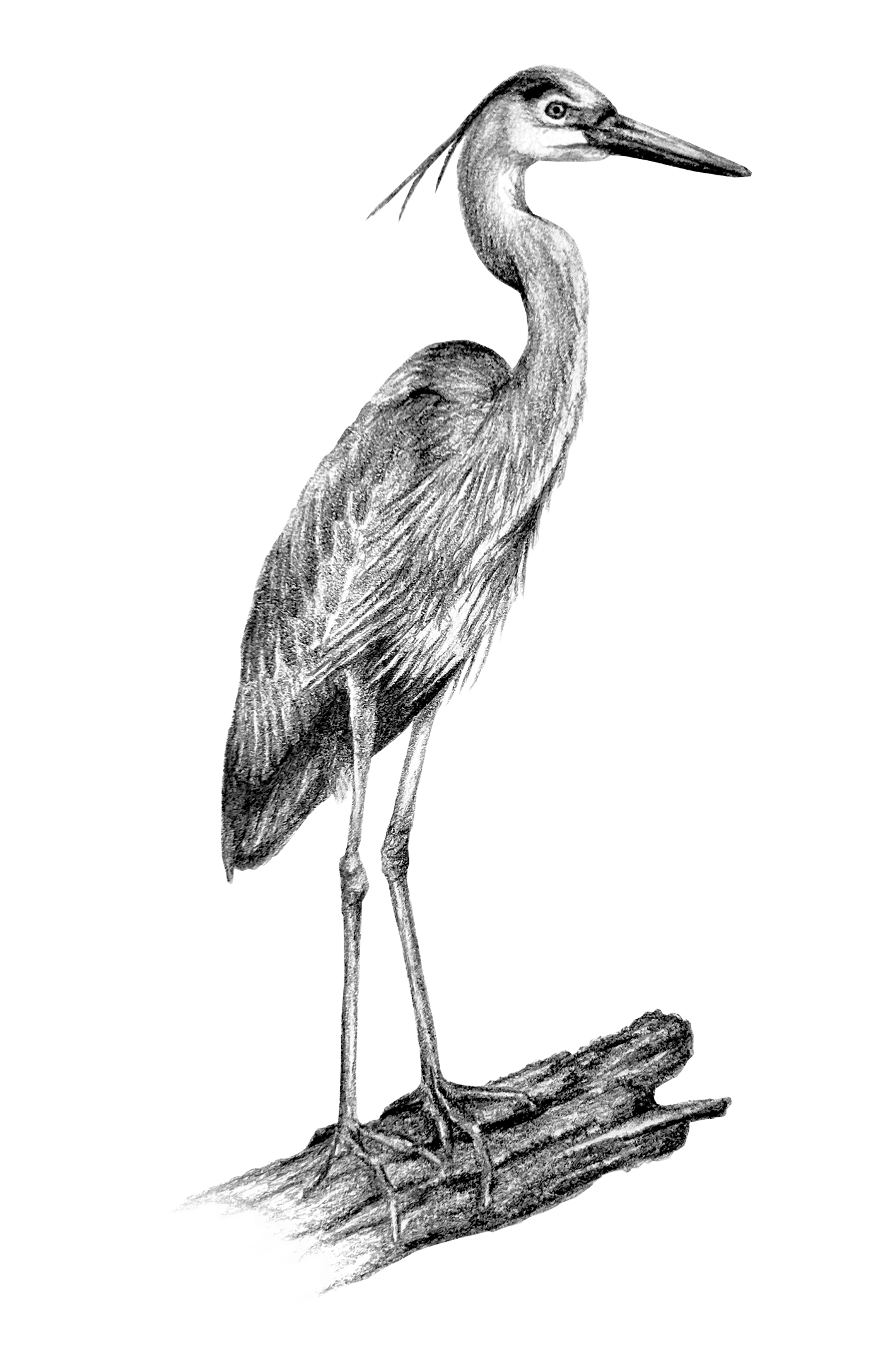 Pencil drawing digital editing Wildlife Illustration