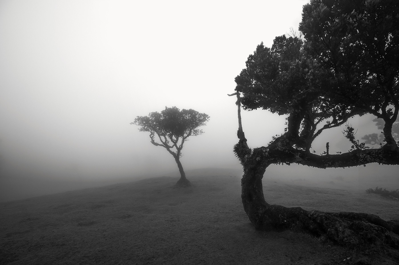 fine art photography foggy Minimalism limitededition Madeira fanal forest fineartphotography bnw photography Fine Art Photographer