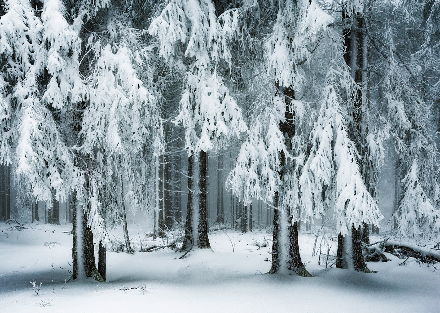 fog forest mood Nature Photography  snow Tree  winter wood