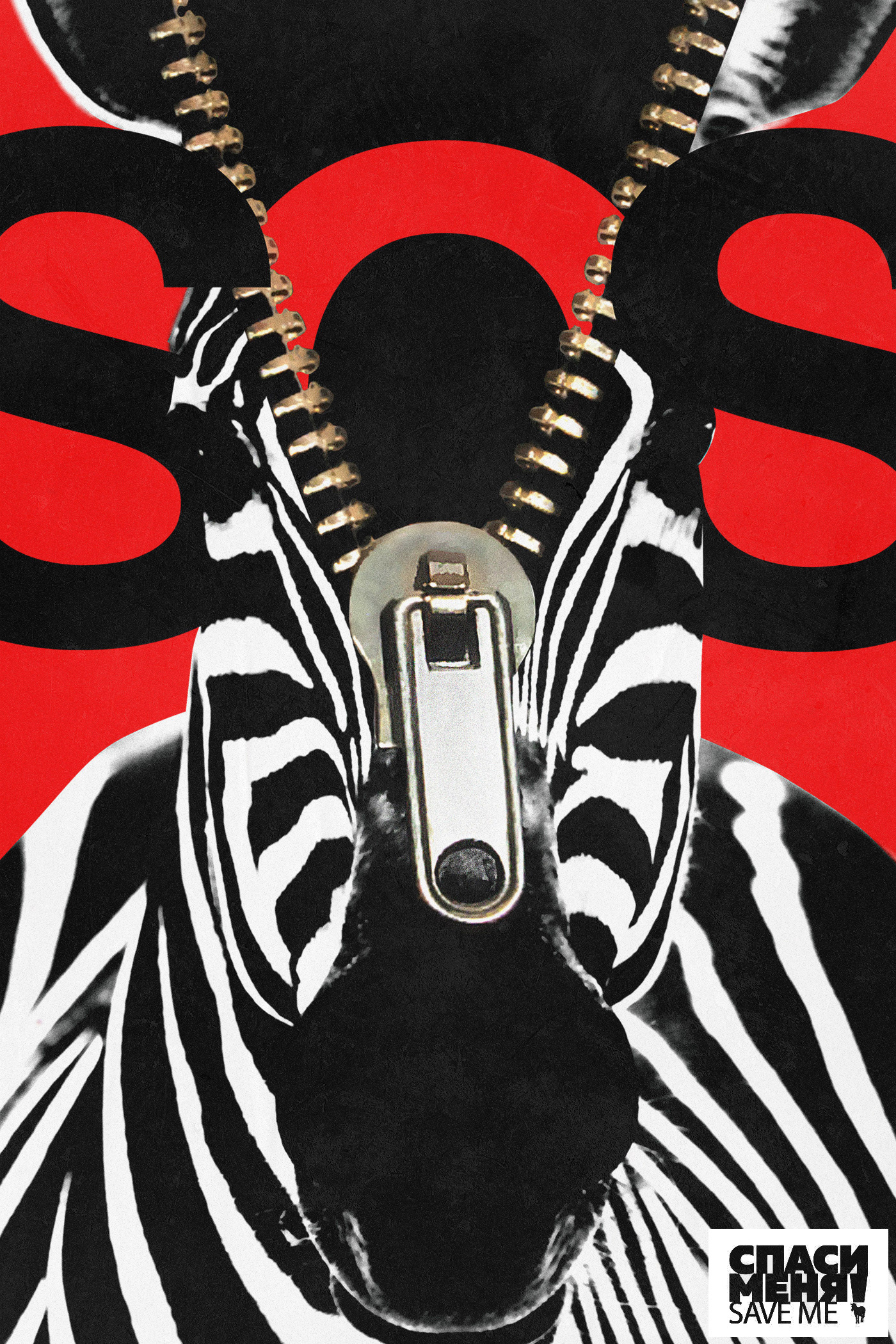 poster video animation  zebra animals eco Project typo typography  