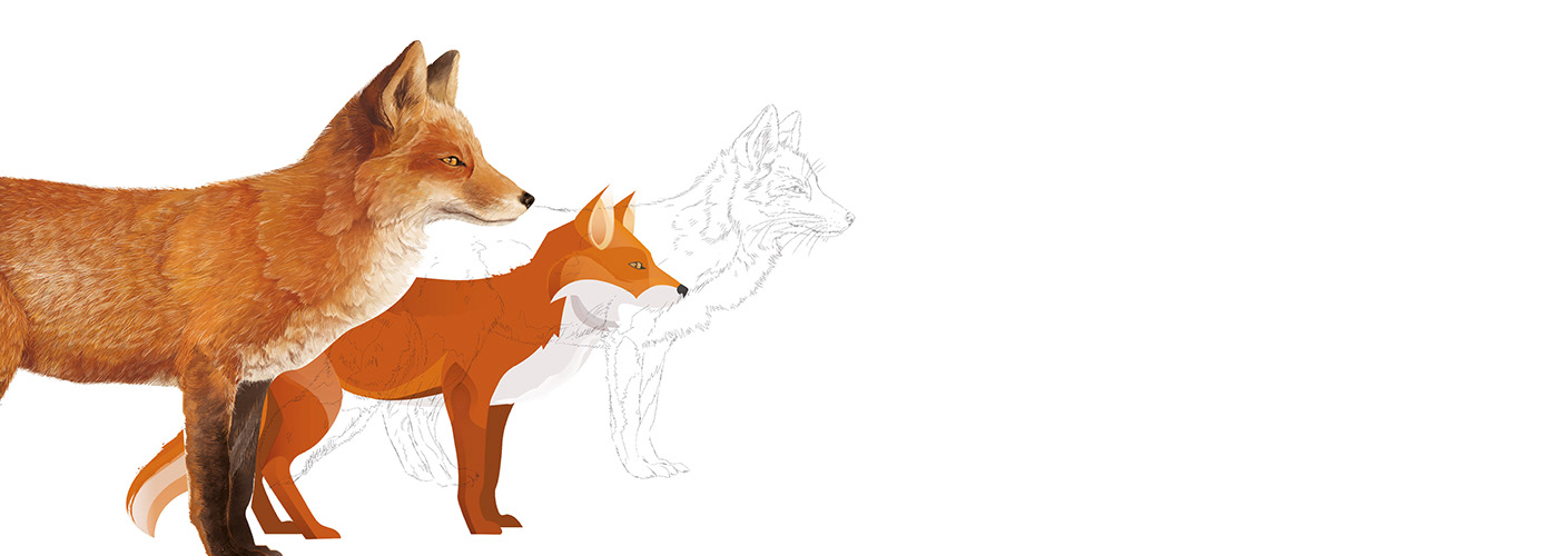 fox illustration FOX illustration animal