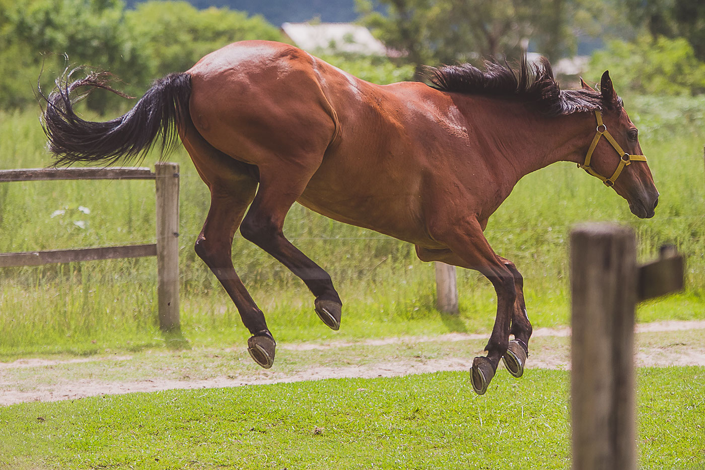 horse horseriding Show jumping hipismo Hipica esportes hípicos fotografia equestre