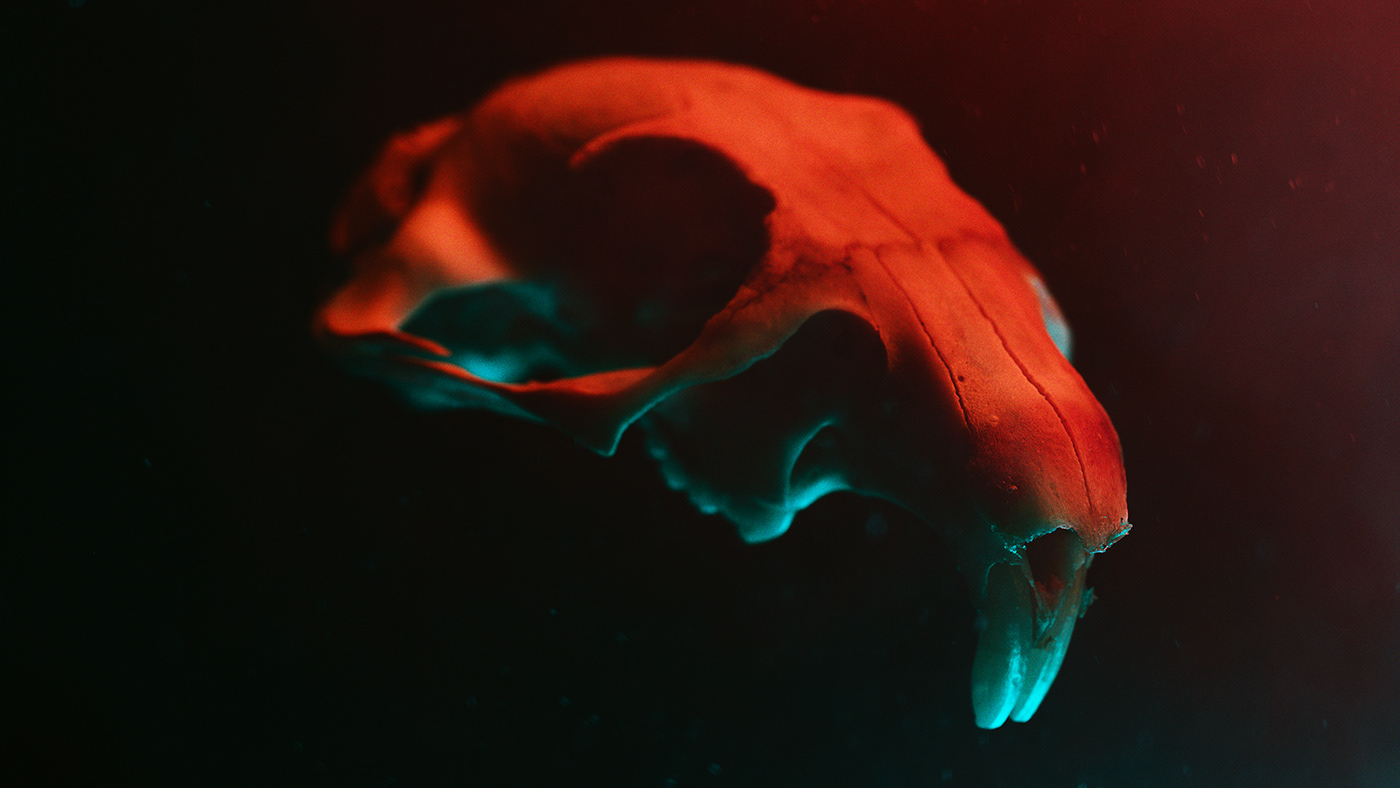color Cynomys gel led macro Prarie dog RGB skull Skull art texture