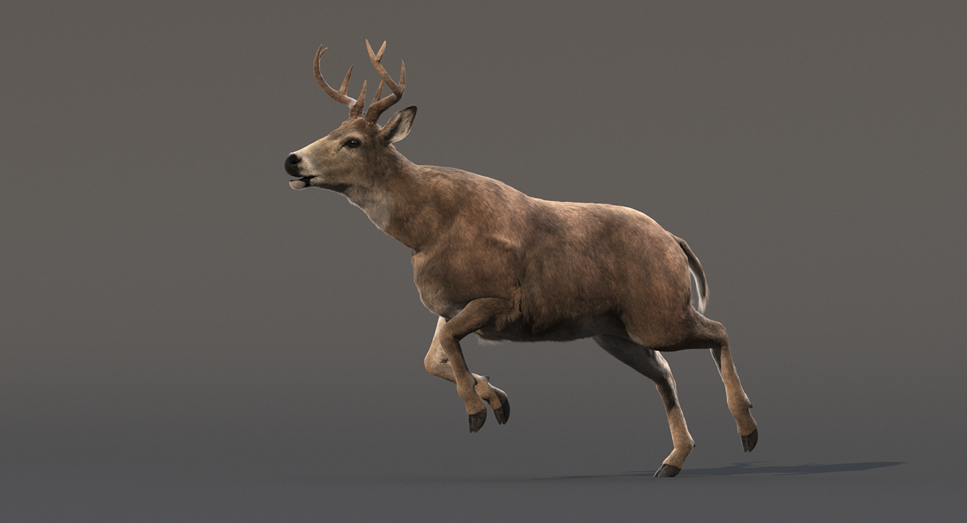 Deer animated 3d model on Behance
