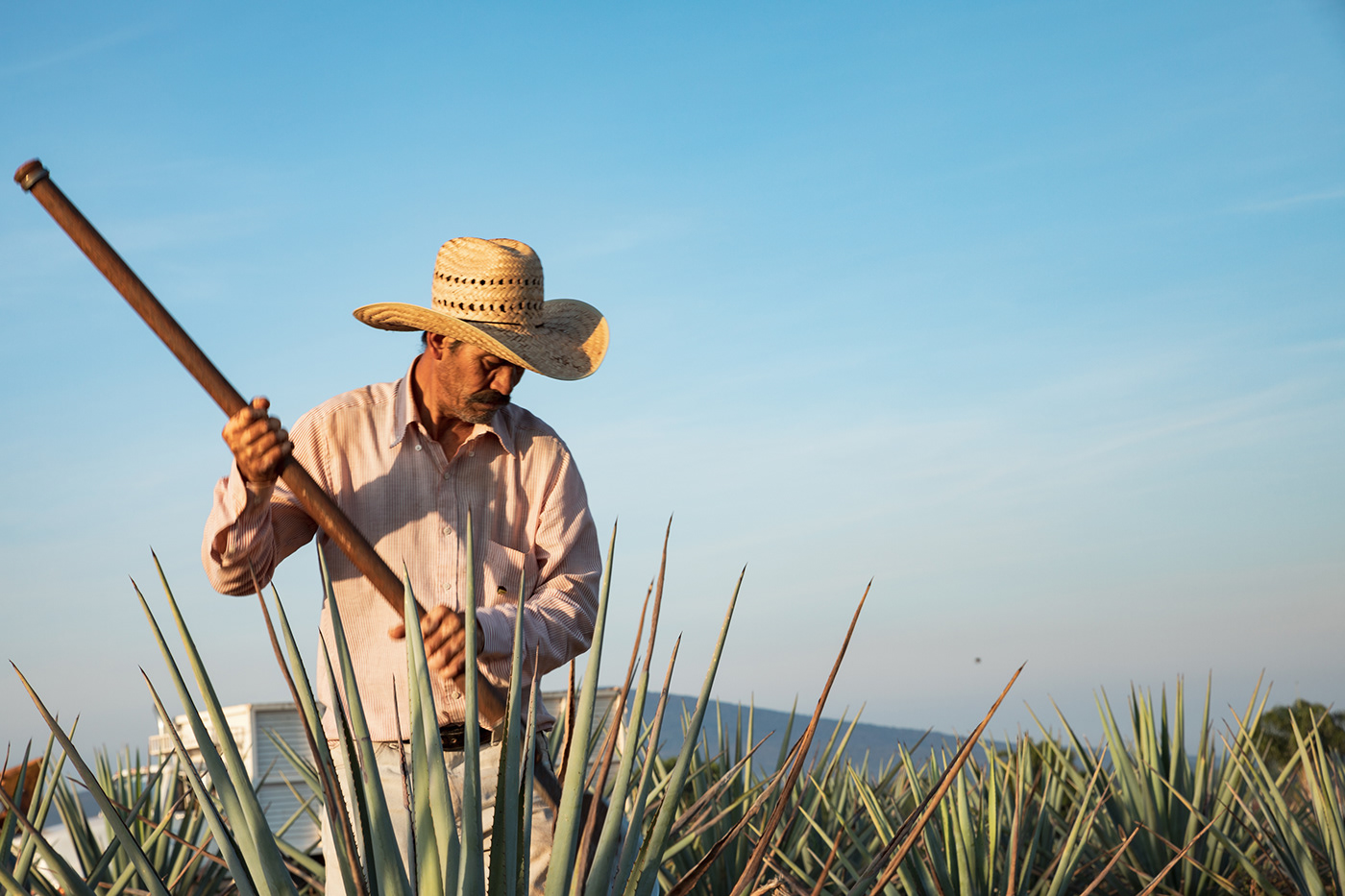 Tequila mexico jalisco Landscape Nature portrait agave Maguey alcohol mens