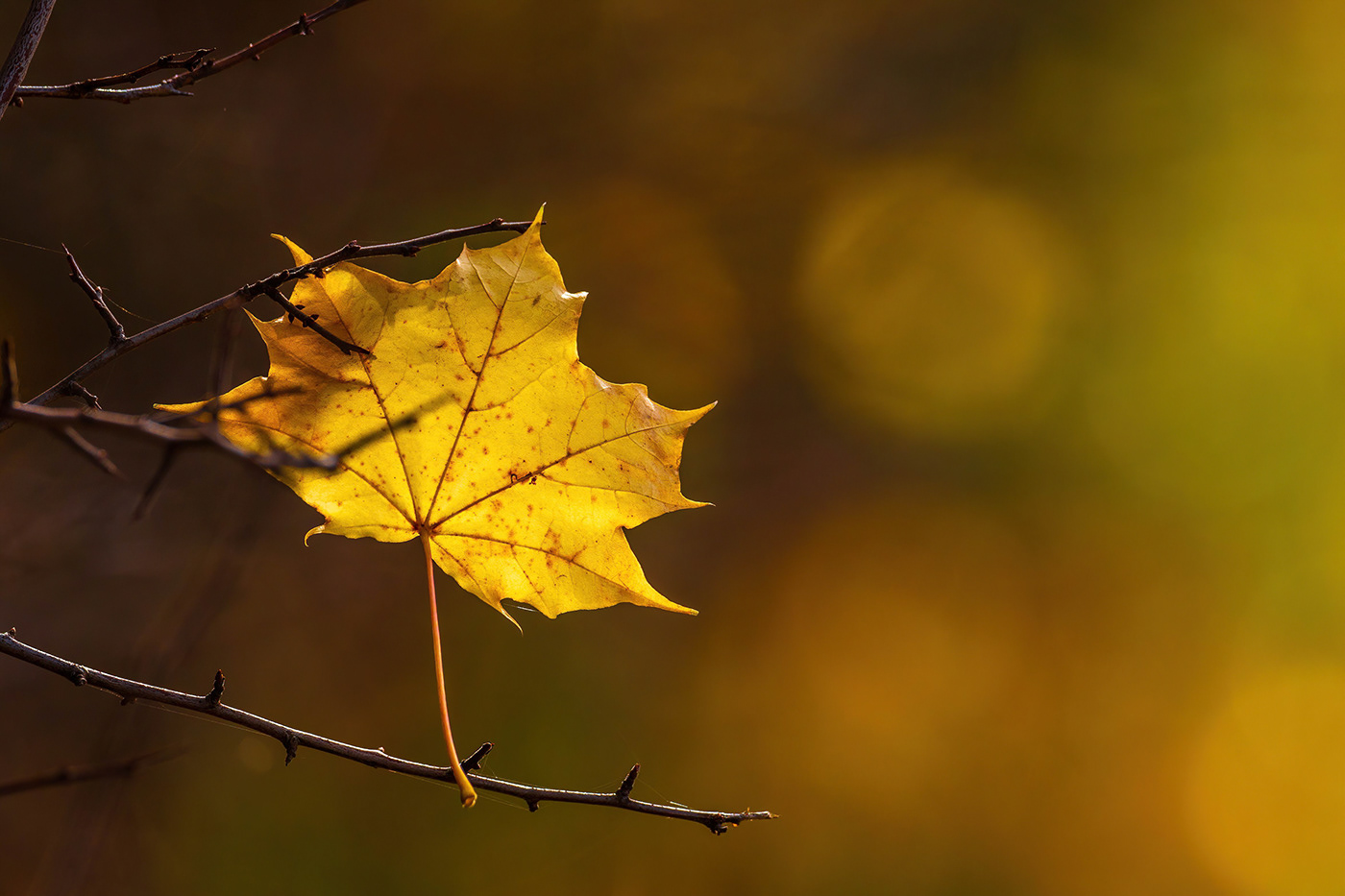 autumn golden leaf poland