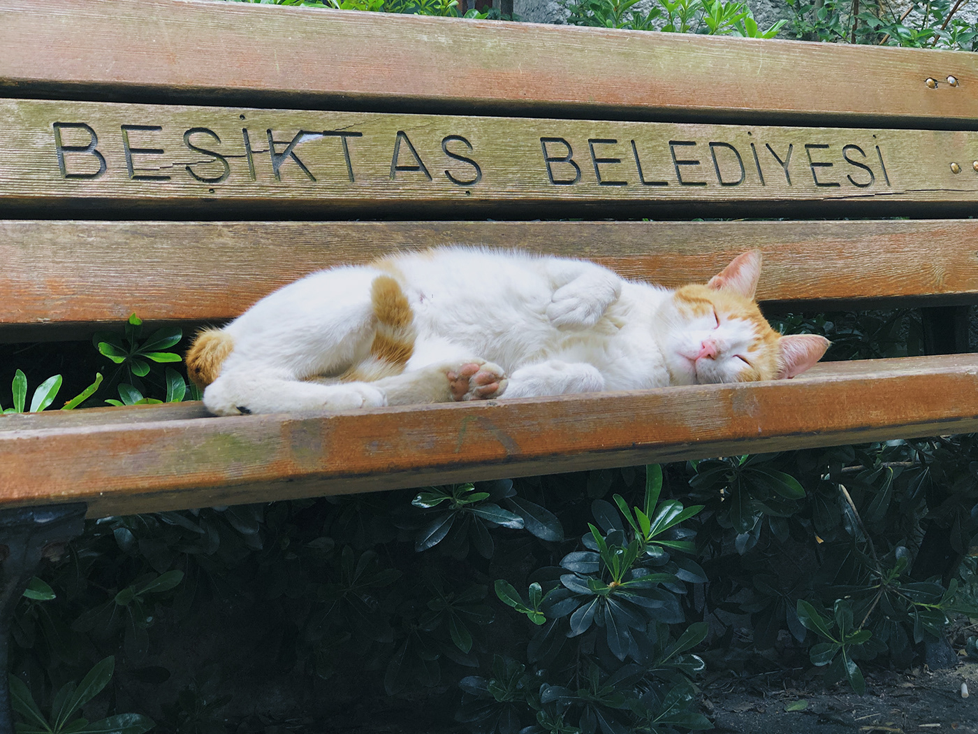 cats istanbul istanbul pets outdoors