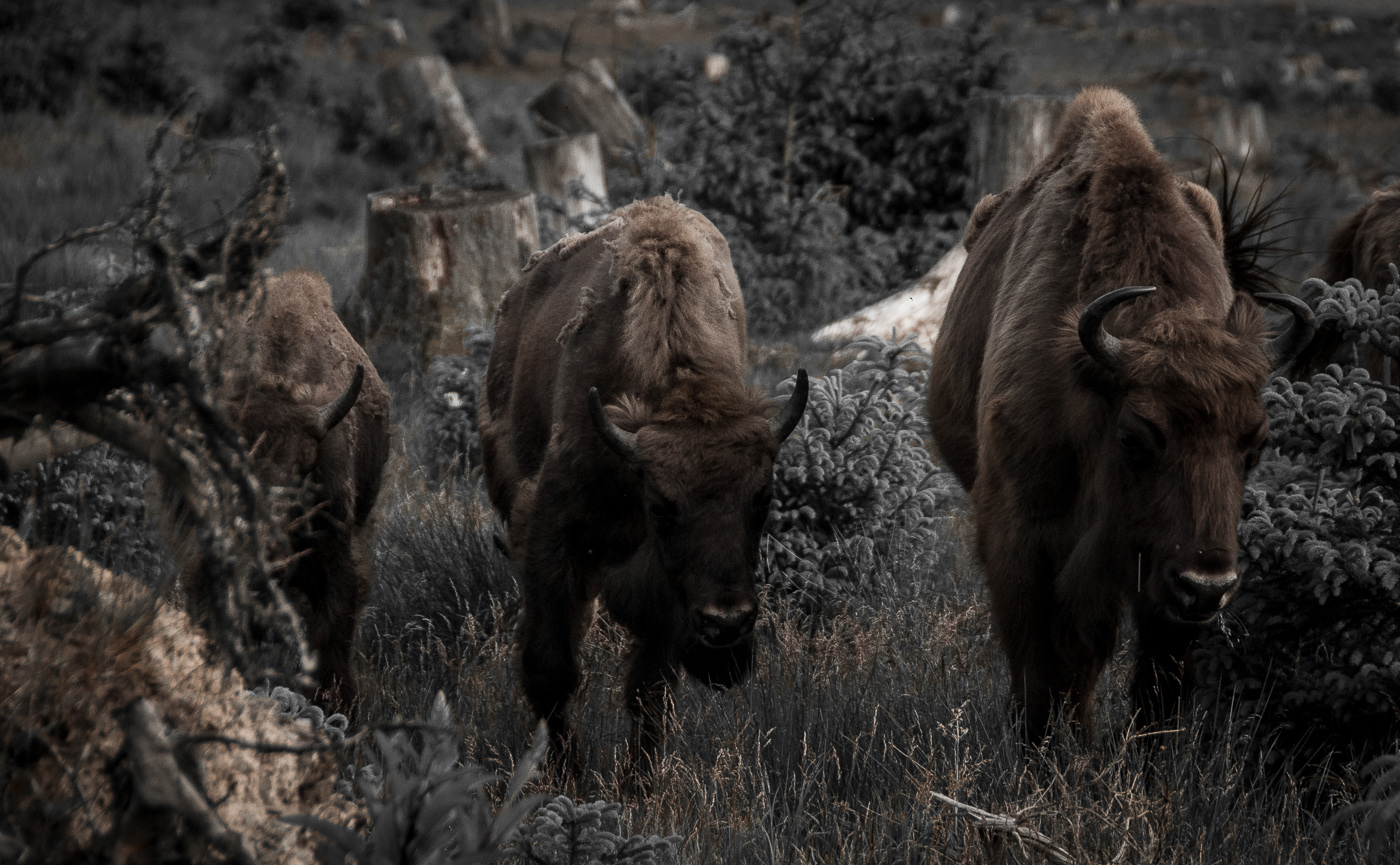 Buffalo wisent germany wildlife forrest