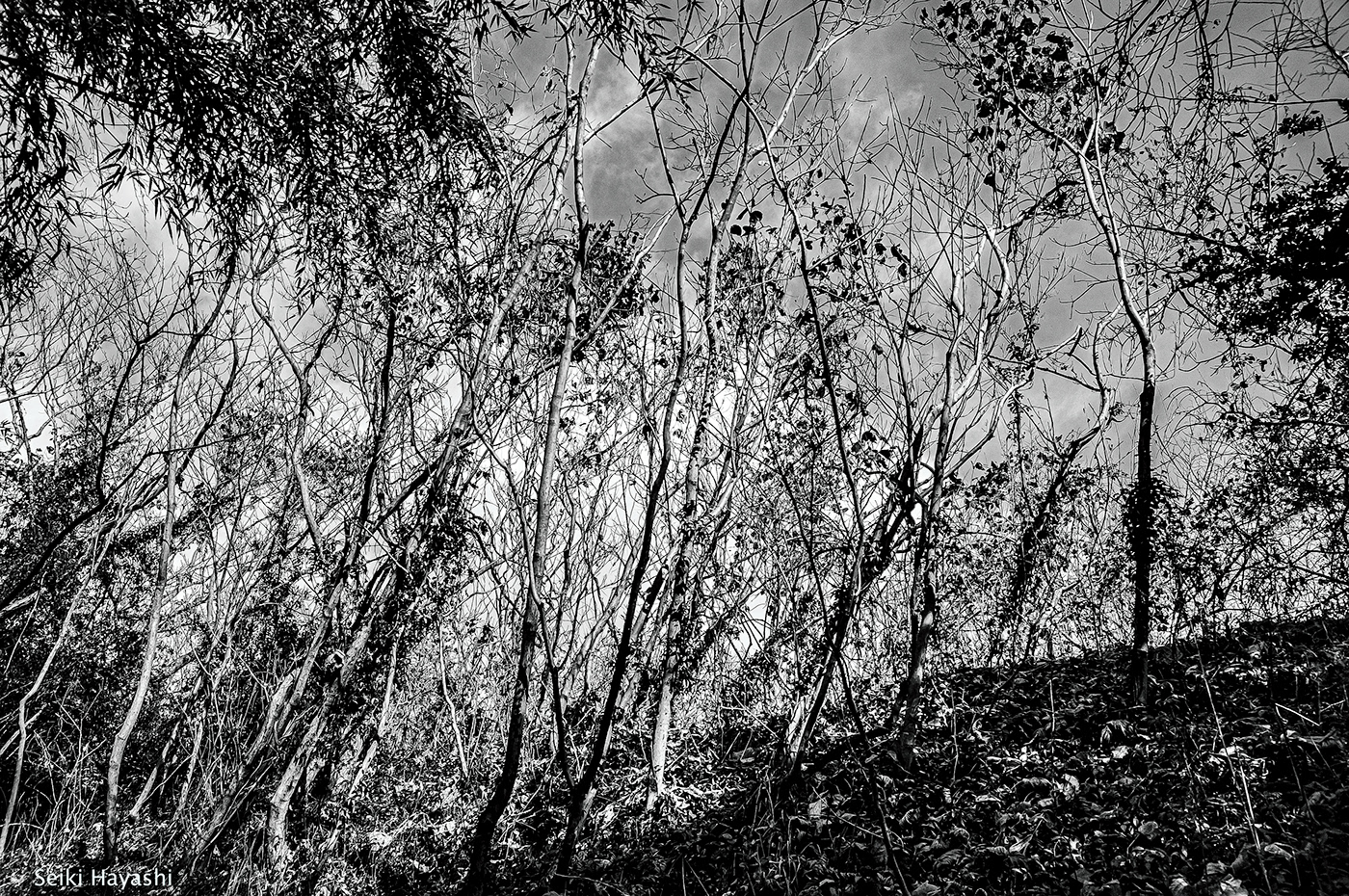 black and white countryside wakayama Kajii Motojiro japan lyricism