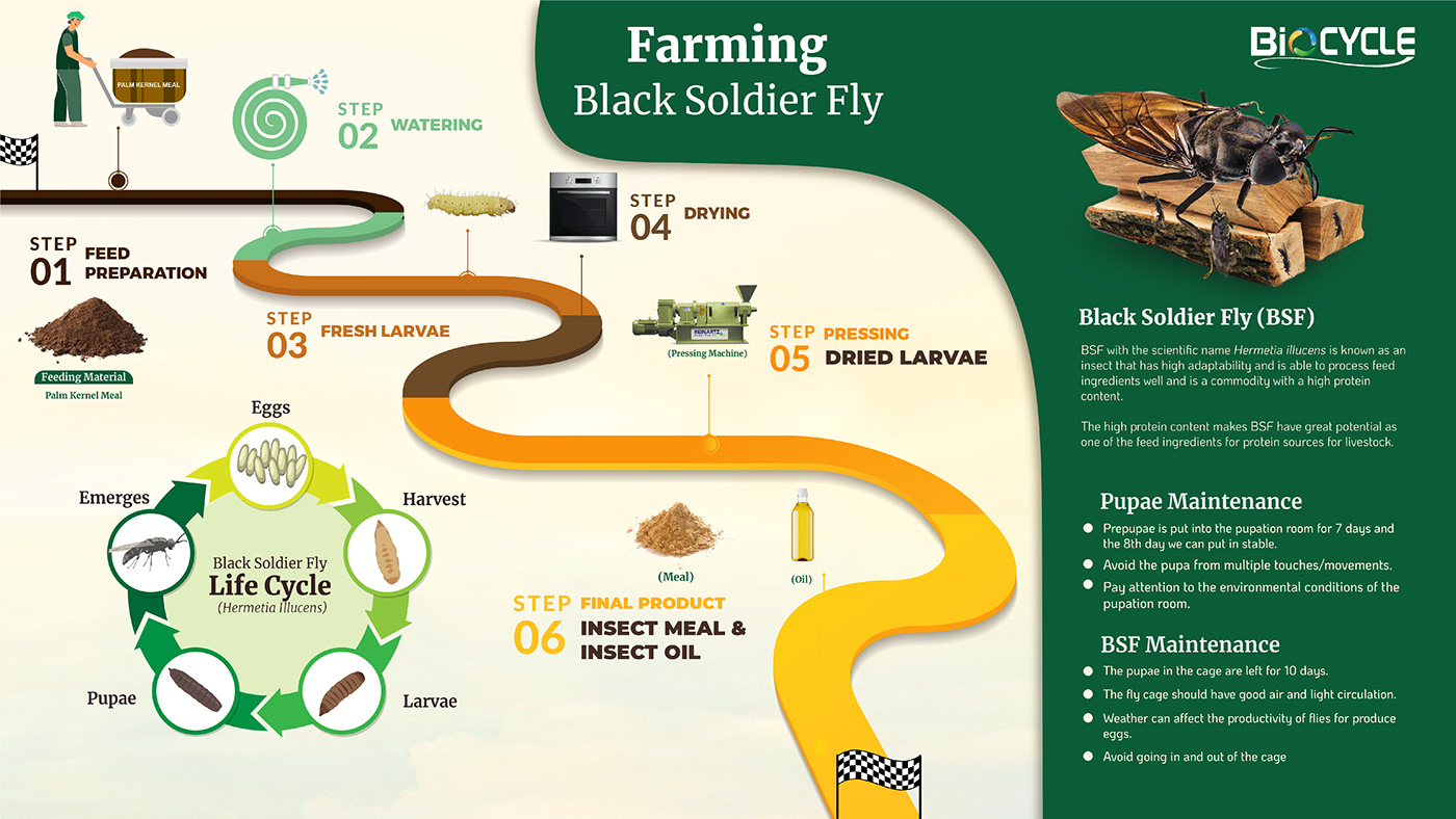 Infographic About BSF Production