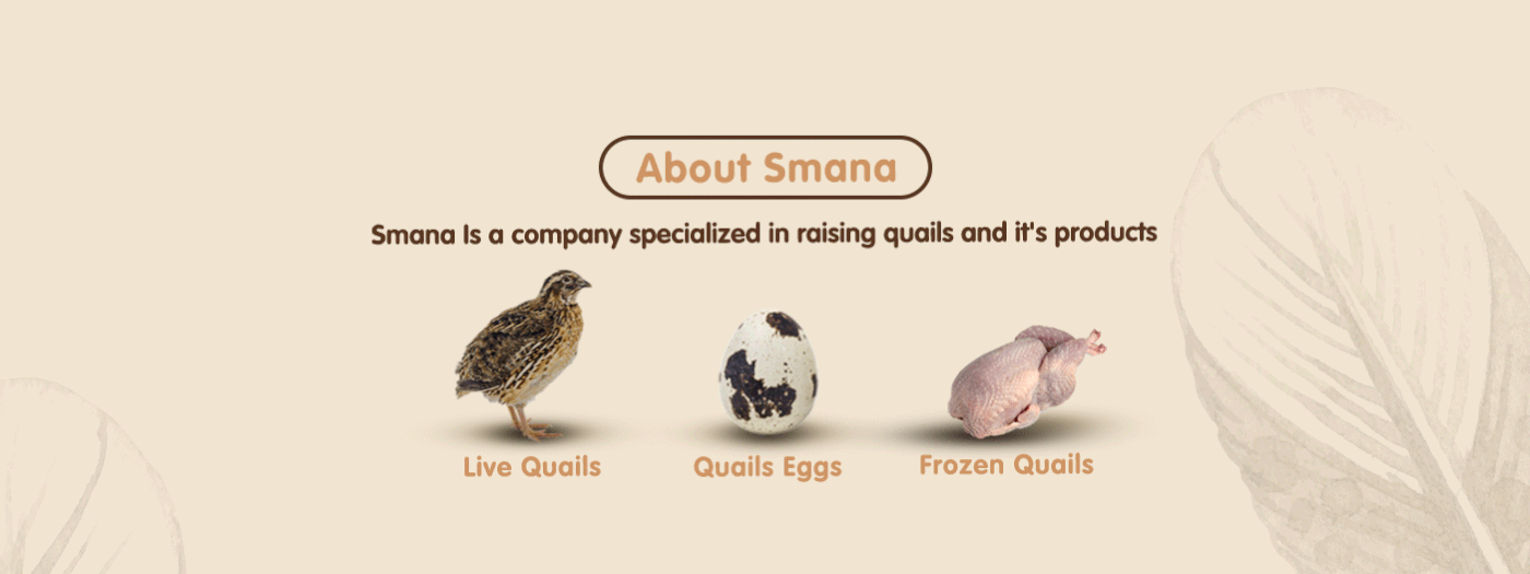 quail bird Character egg animals farm Packaging logo feather Socialmedia