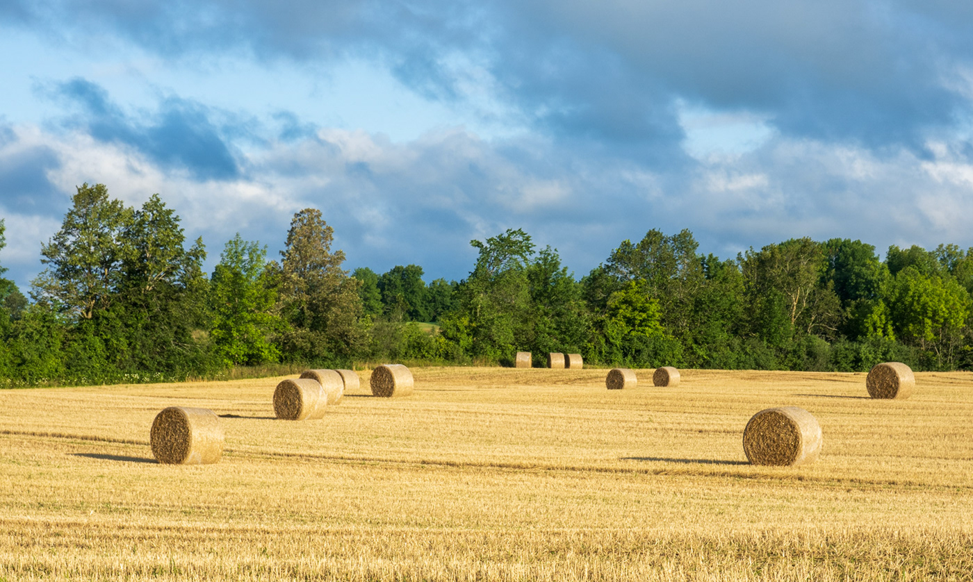 farm harvest Kawarthas keene Landscape Ontario Patterns rural Sunrise texture