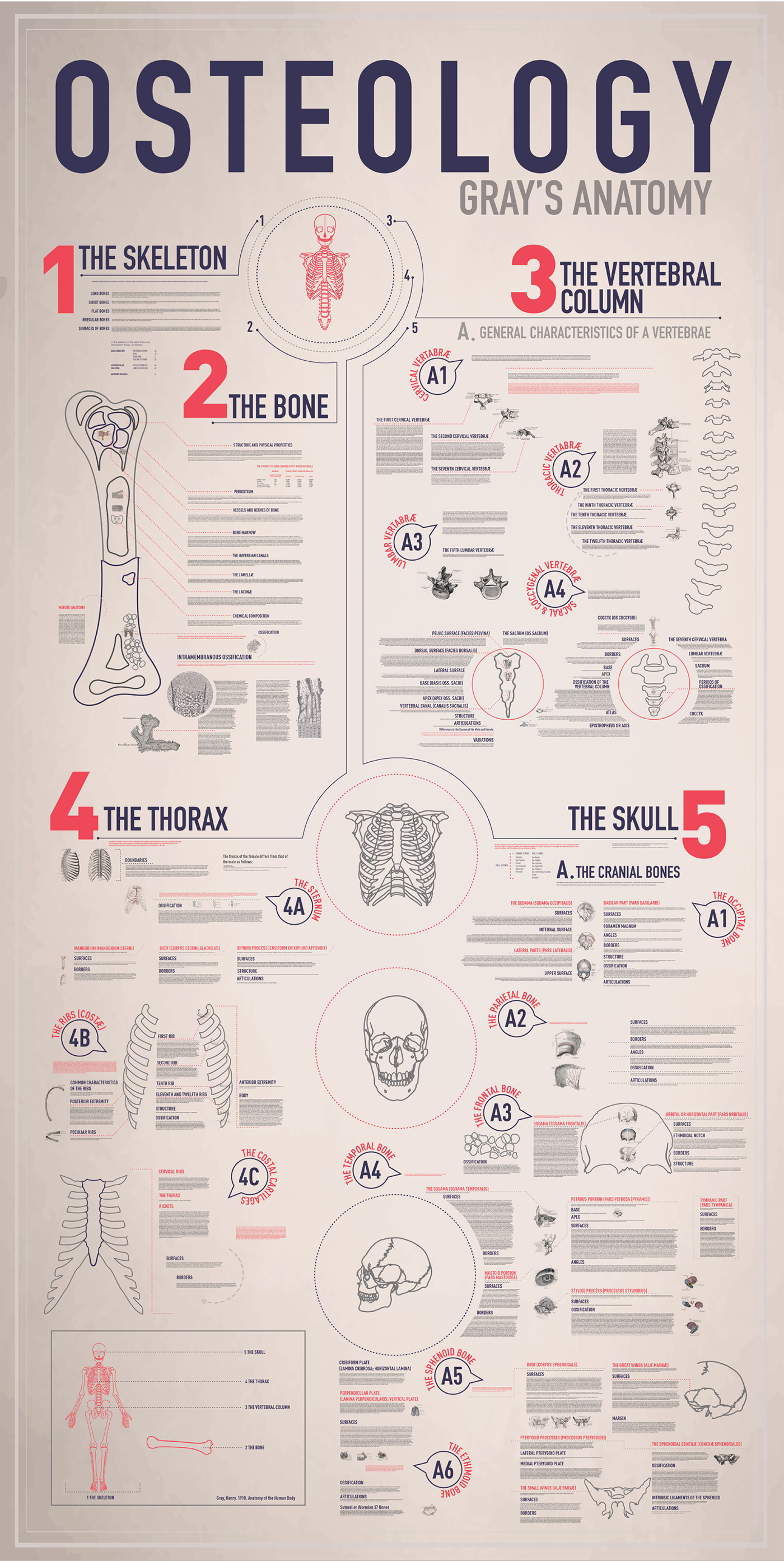 bones skeleton osteology grays anatomy medicine type inforgaph infographics