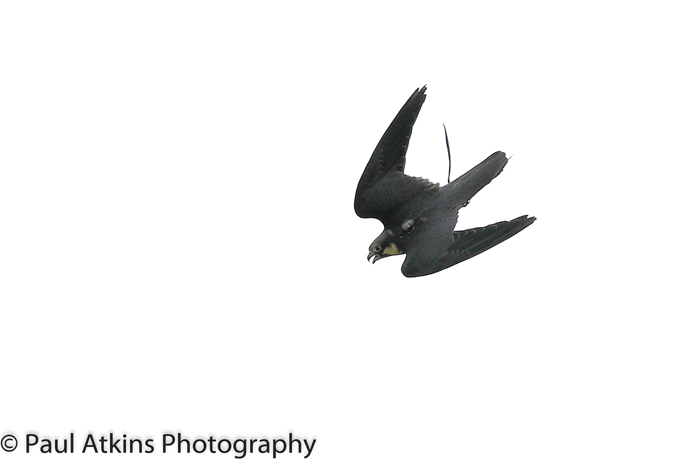 Canon EOS R Birds of prey owl birds in flight