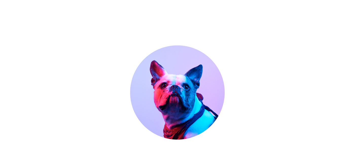 stickers 3D sticker pack 3d stickers dog sticker Render app stickers cinema4d characterdesign dog