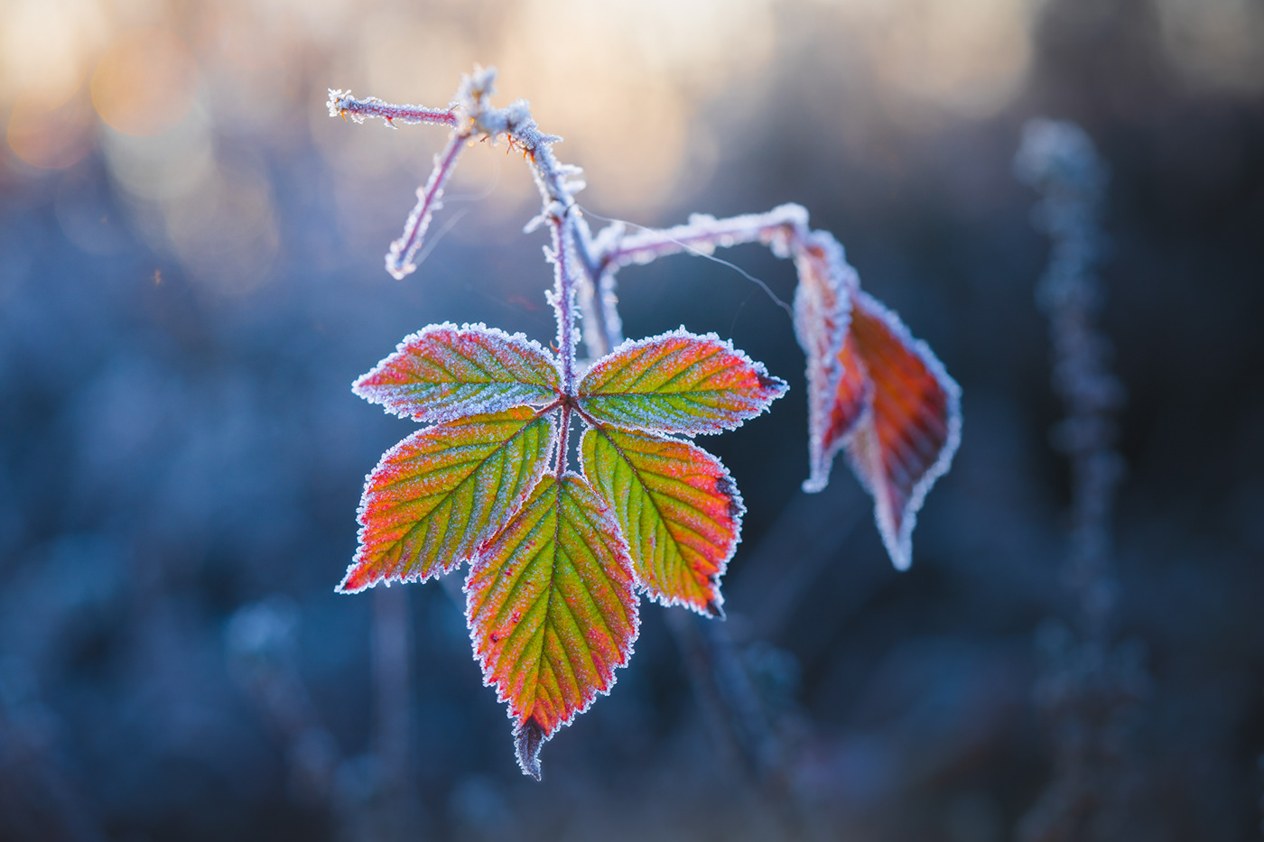 autumn frozen ice leave leaves Netherlands winter