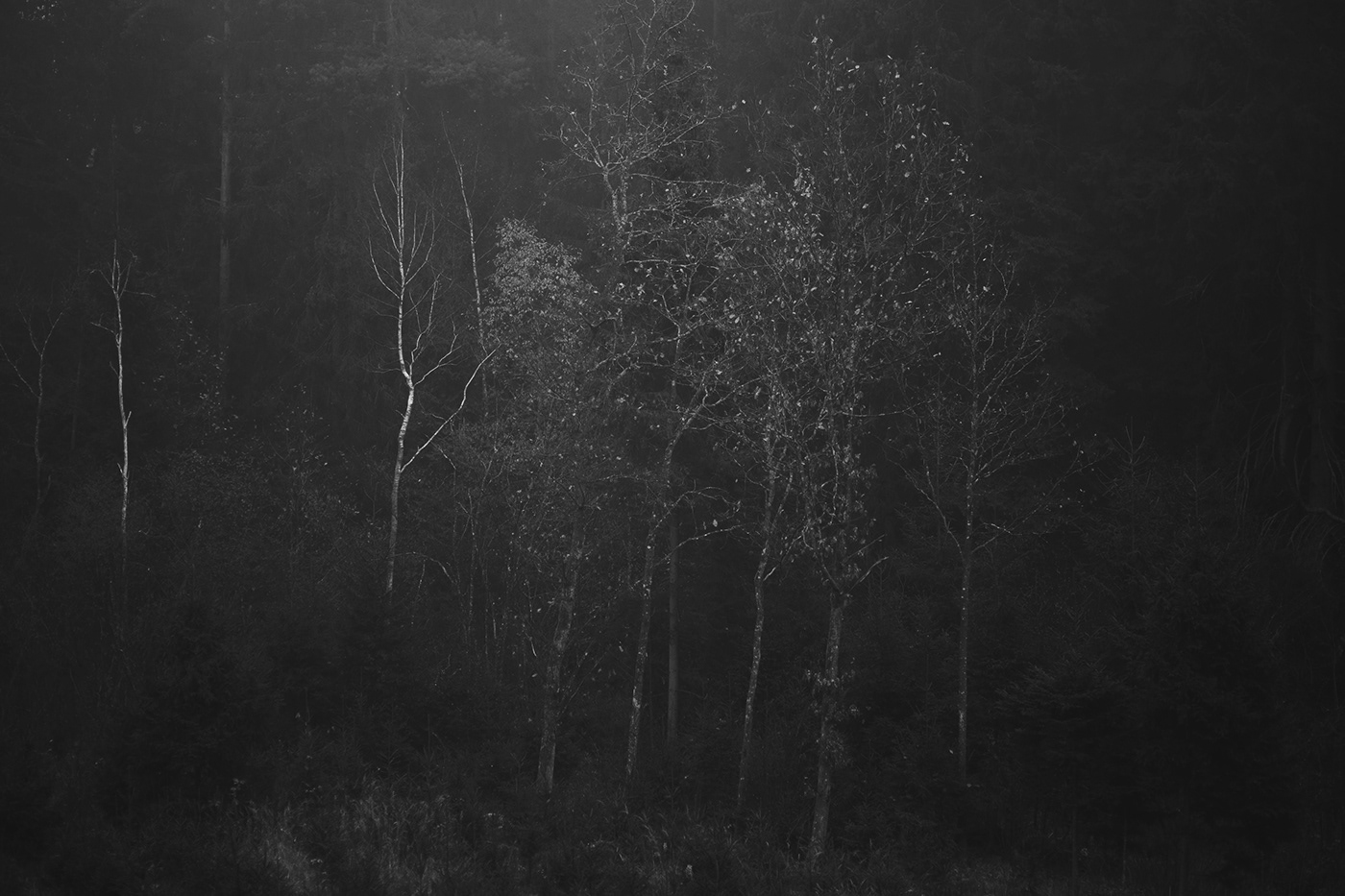 lietuva lithuania Mindaugas Buivydas tree art fog Fog Photography Minimalism minimal