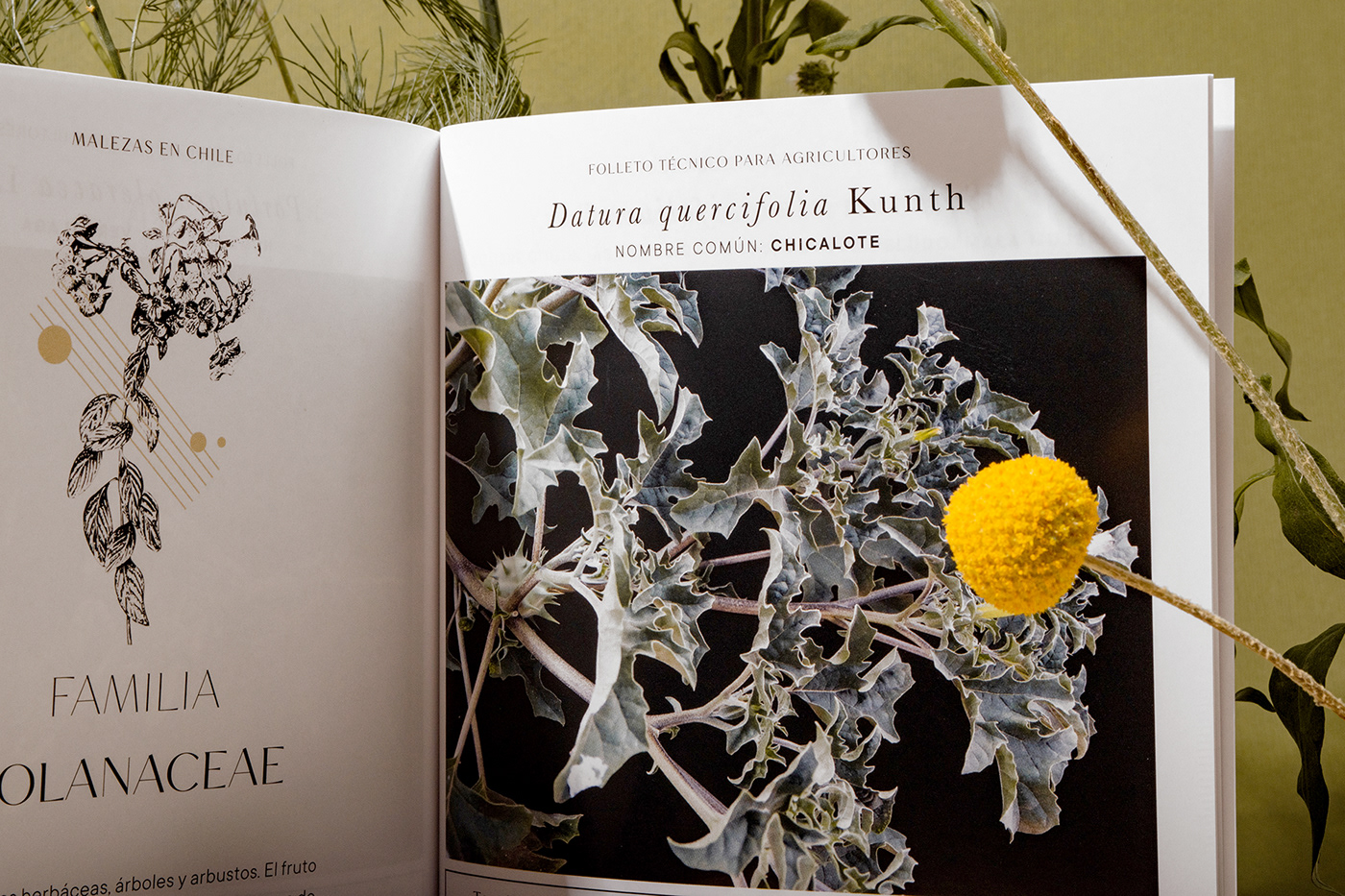 Undergrowth, botanical guide editorial booklet