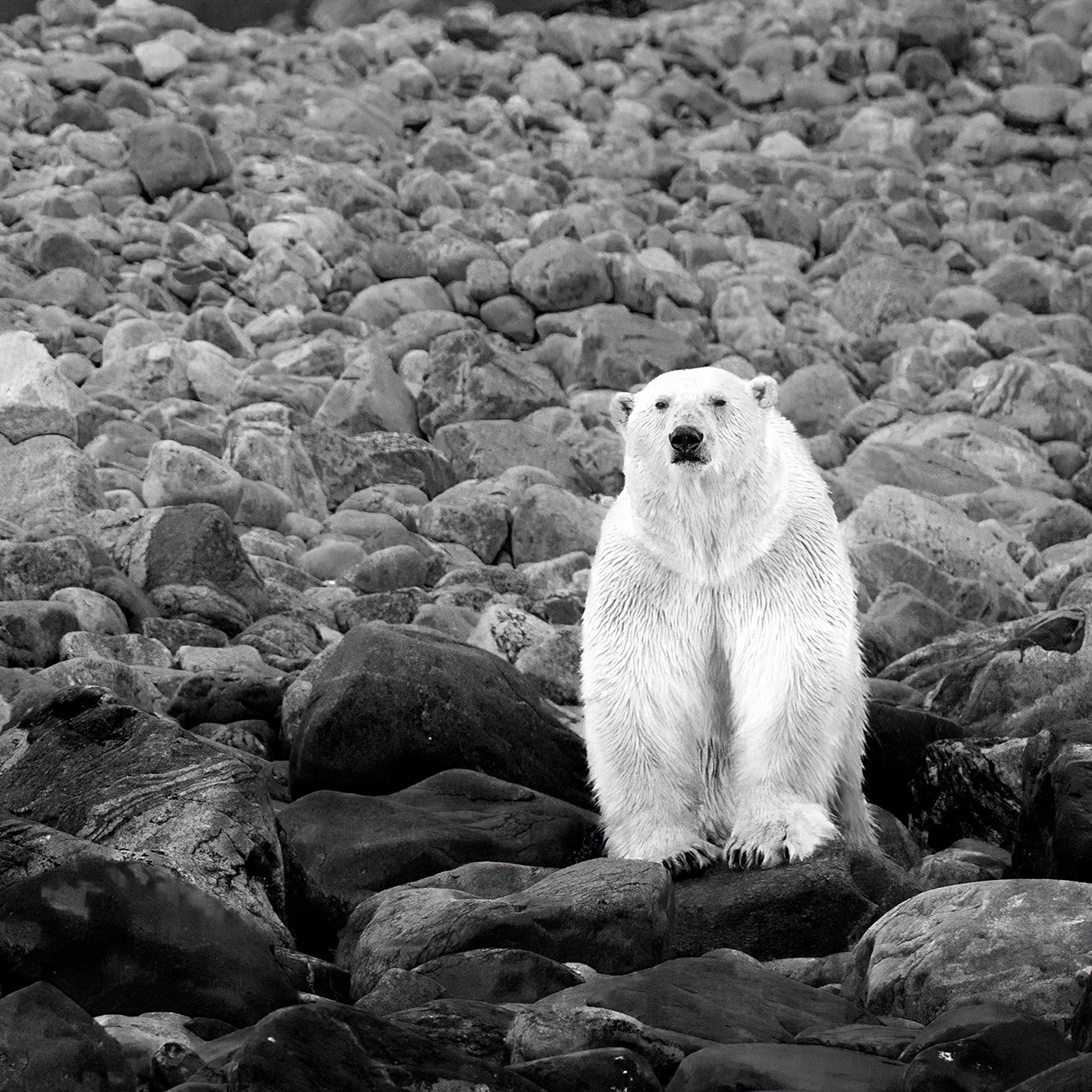 wildlife Photography  Svalbard