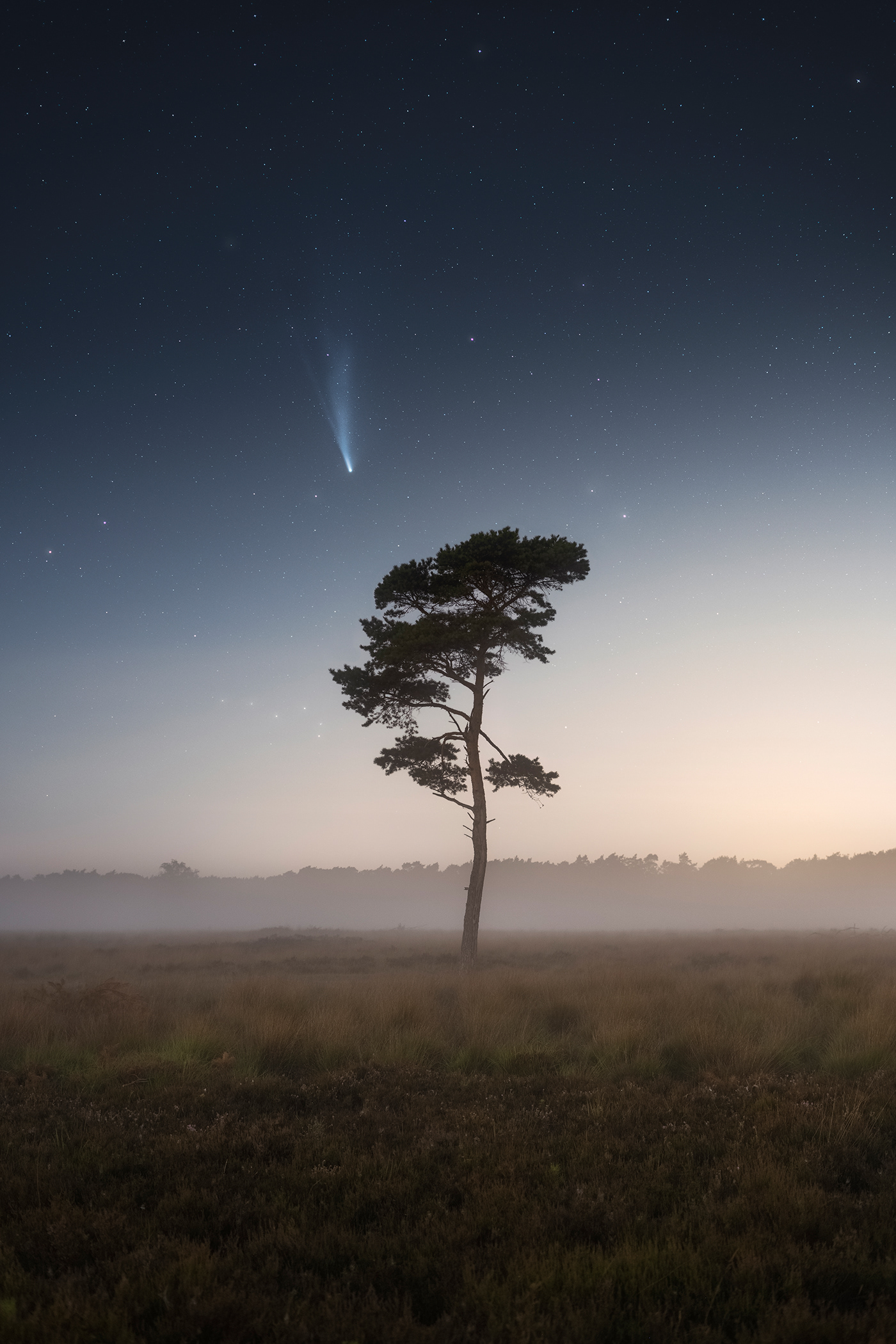 Comet neowise above an isolate pine tree during a foggy night in Belgium