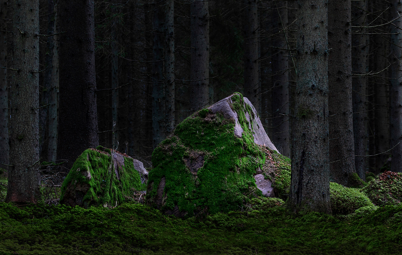 Europe forest Landscape lightroom moss Nature rock Sony Sweden trees