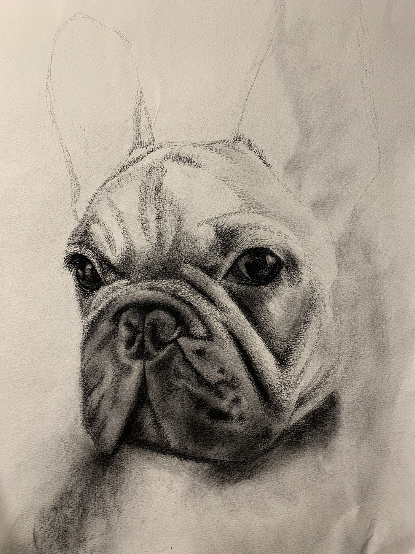 charcoal Drawing  Pet Portrait