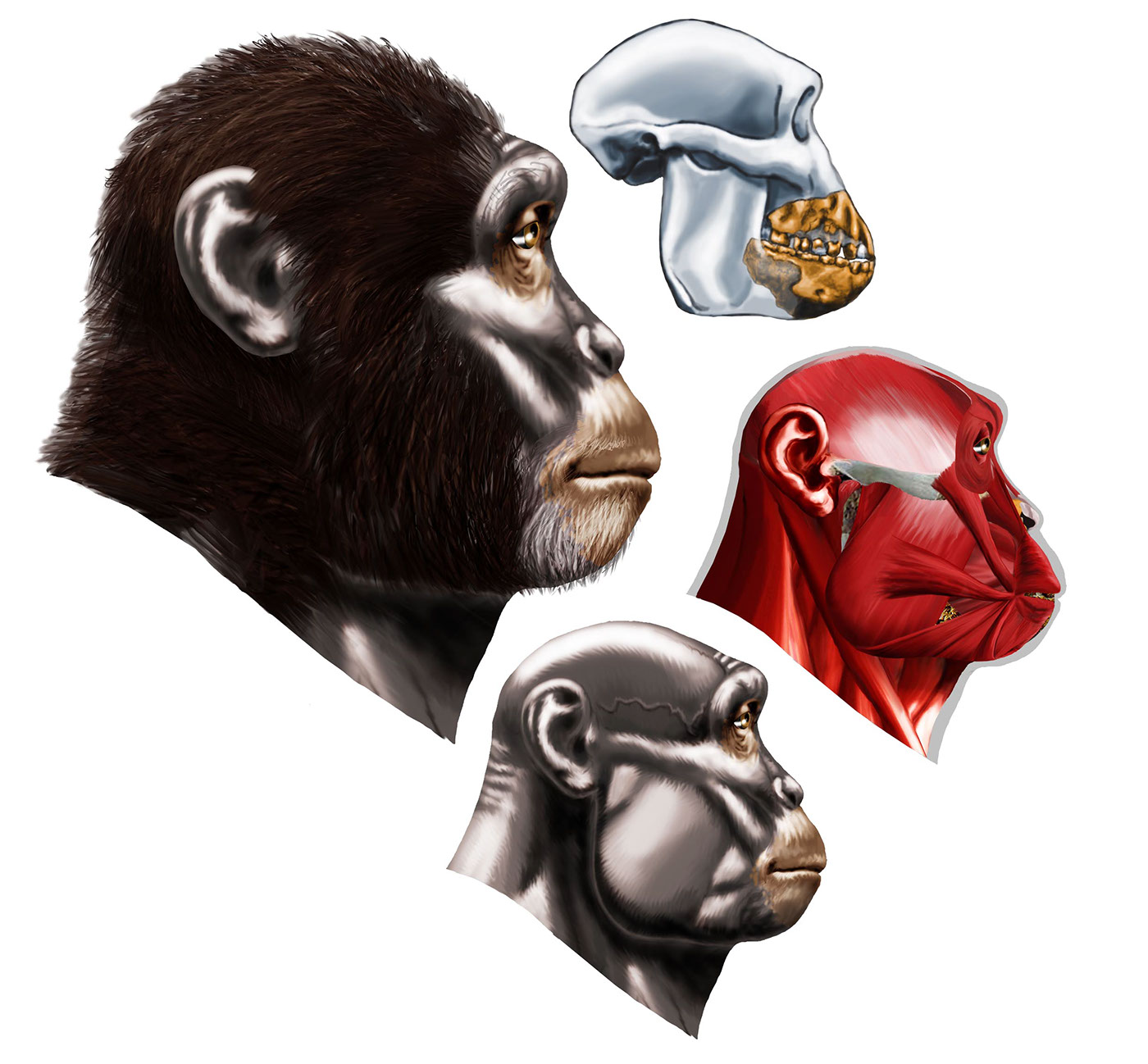 australopithecus  anamensis  afarensis  lucy africanus evolution human homo neanderthal erectus ardipithecus sahelanthropus