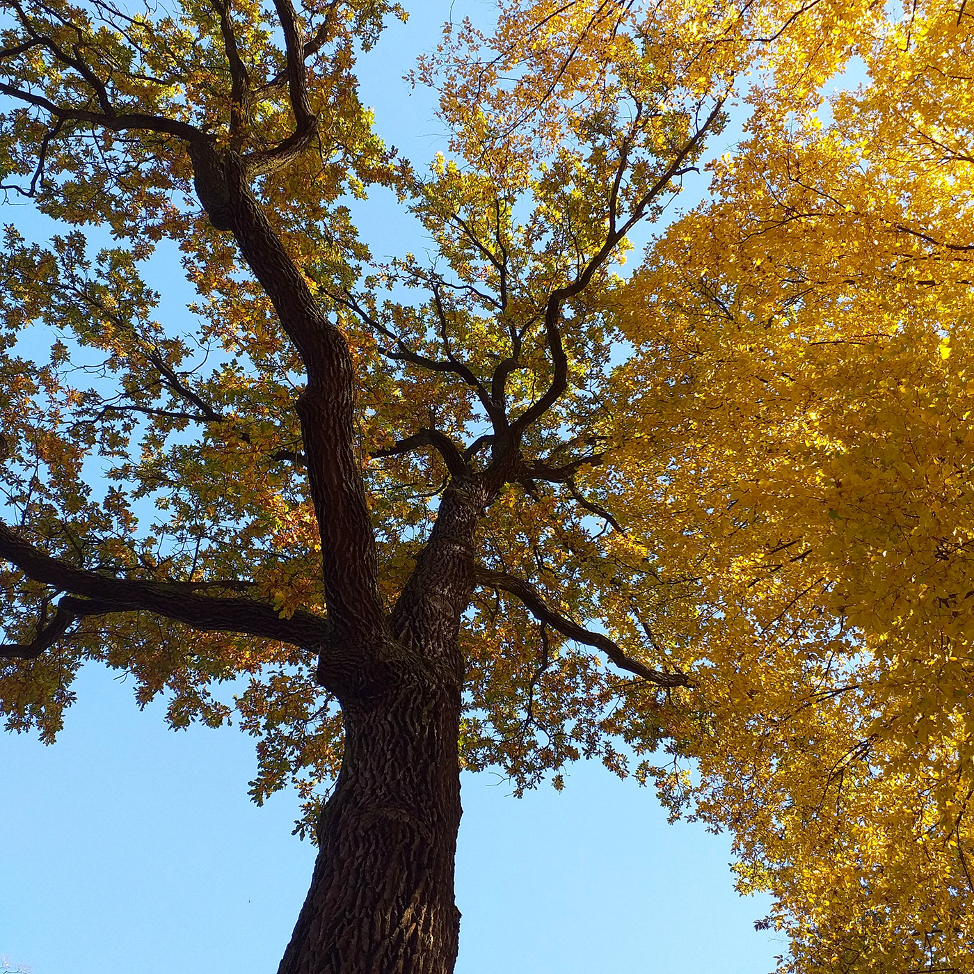 autumn autumn colors Photography  colorphotography outdors